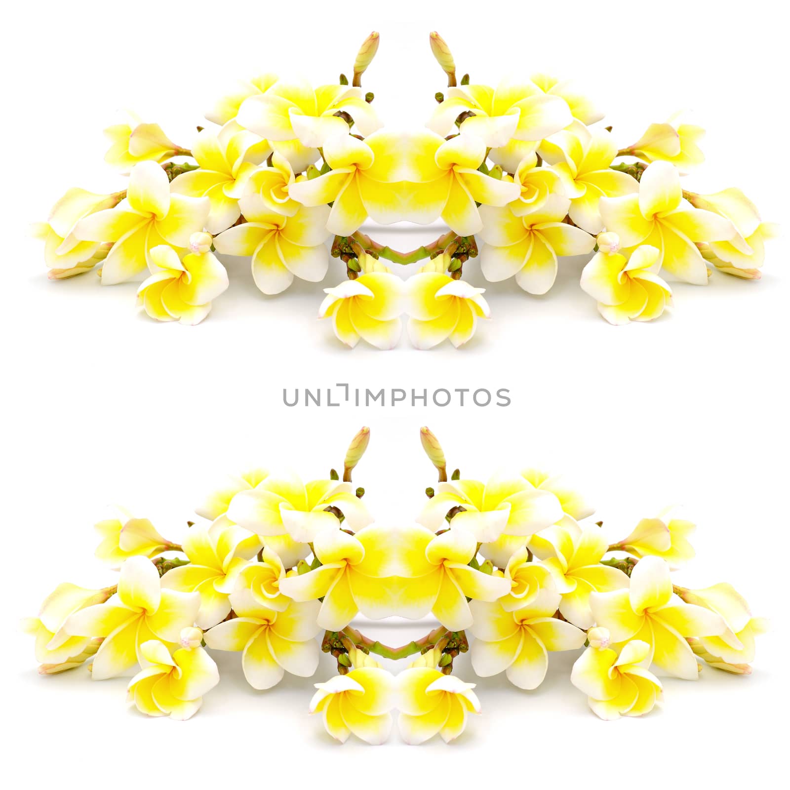 Colorful yellow plumeria flower, isolated on a white background