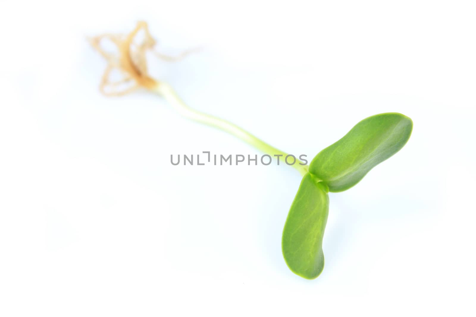 Organic green young sunflower sprouts