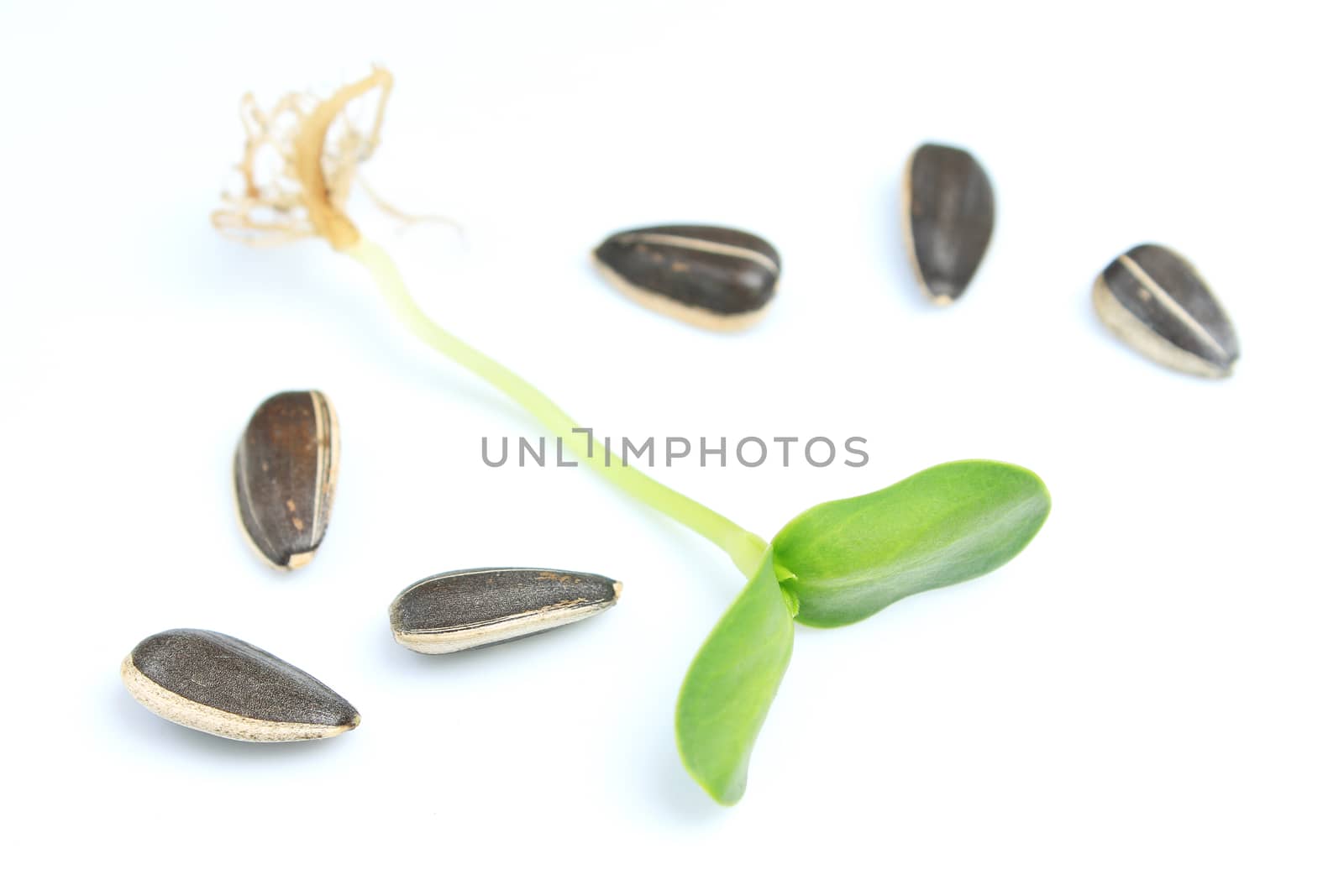 Organic green young sunflower sprouts