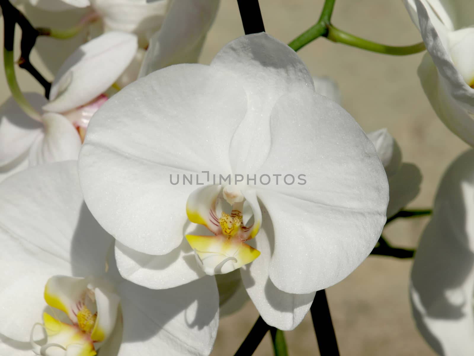 white orchid     