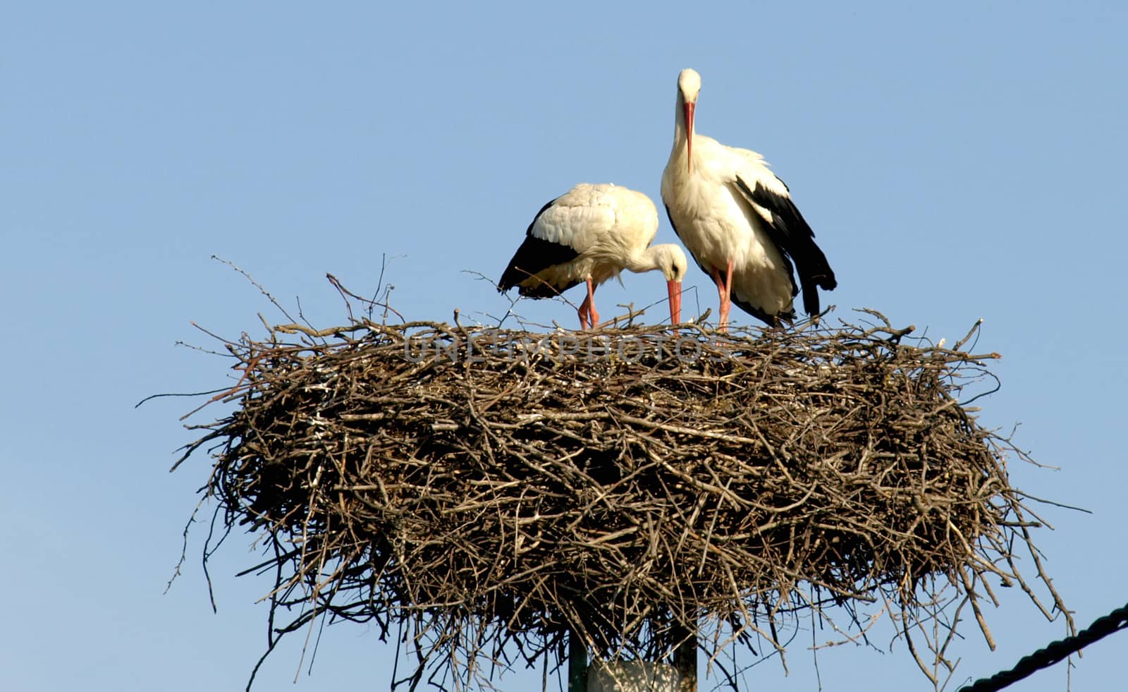 storks on a background of blue sky     