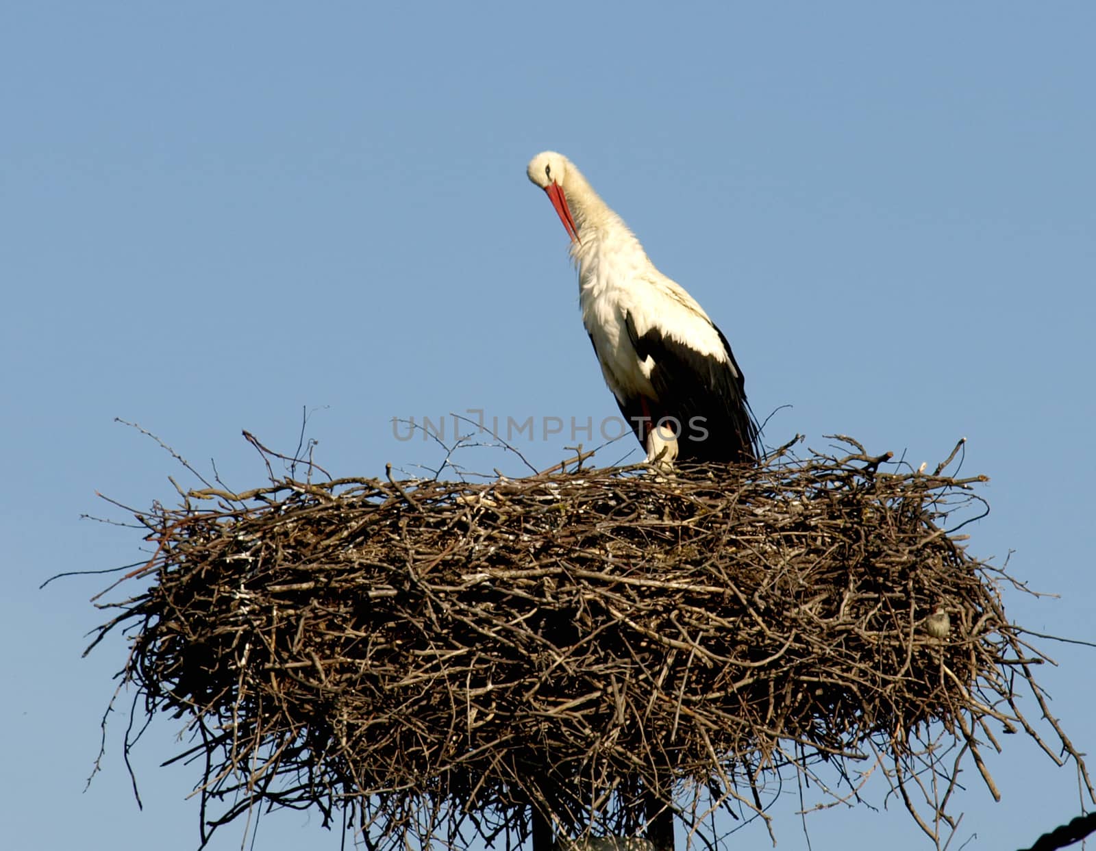 stork in the nest by pm29