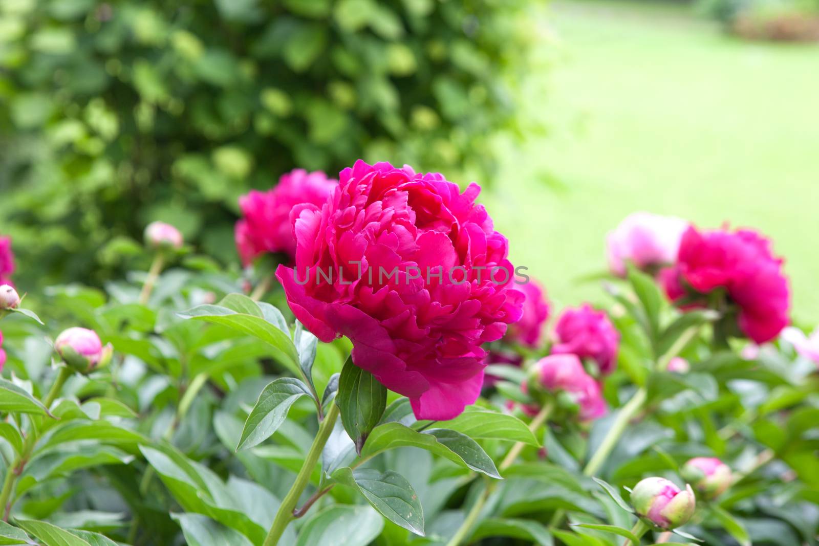 one peony on the bush