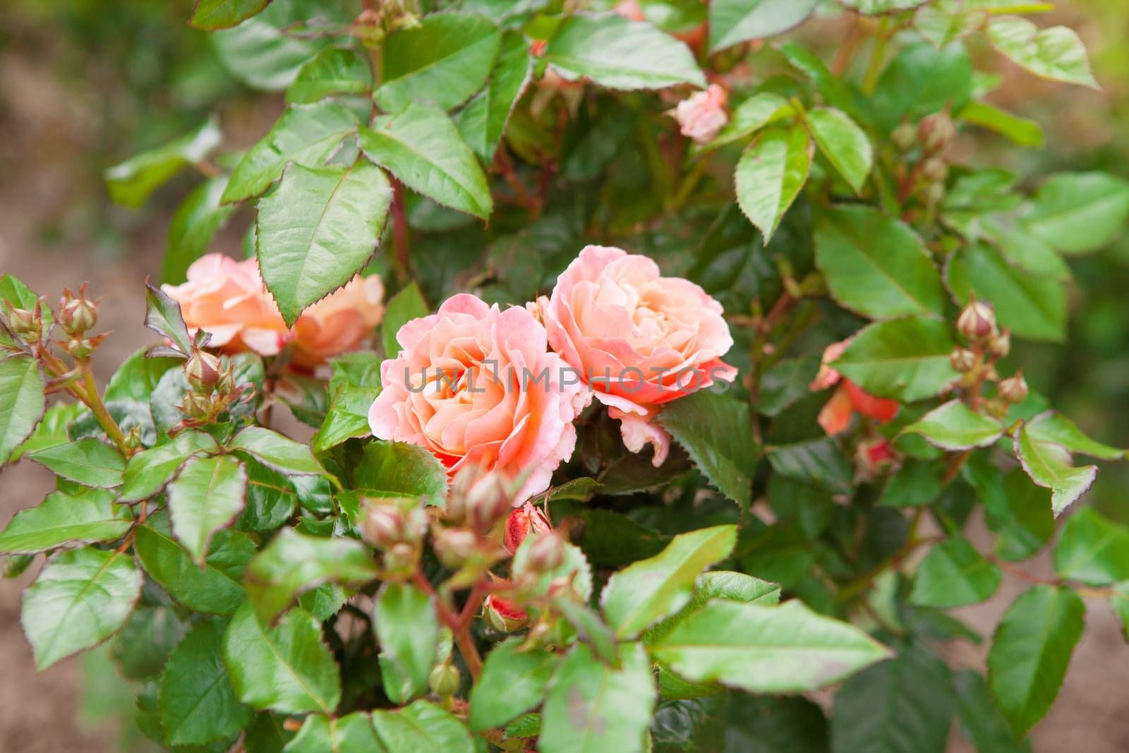 two pink roses on the bush by vsurkov