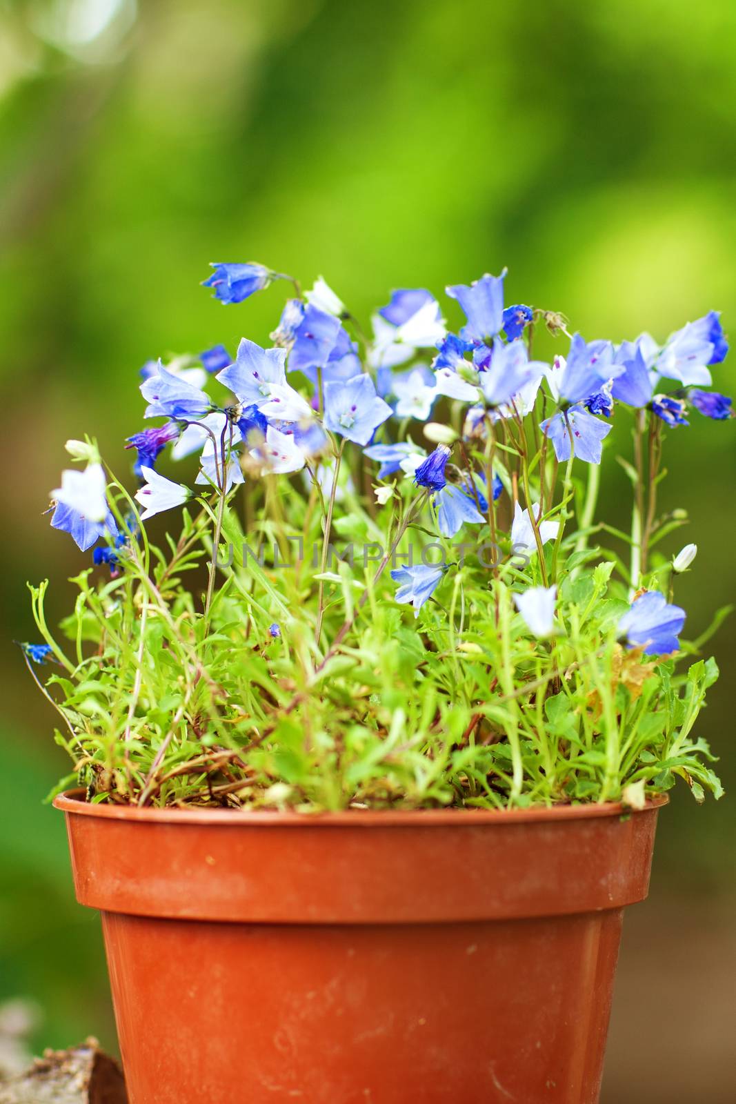 small blue flowers in the pot