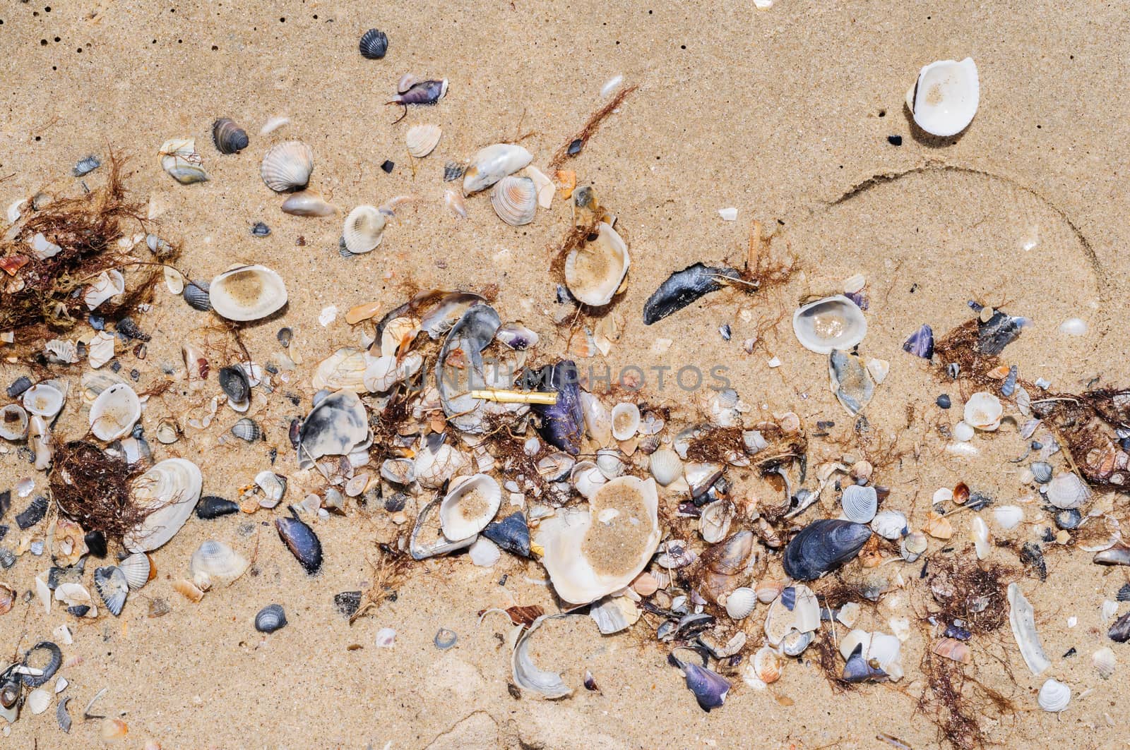 Sea shells on beach sand, natural background, top view