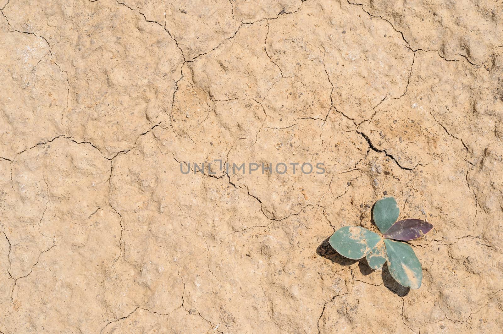 Dry soil and sand closeup natural texture with small green sprout