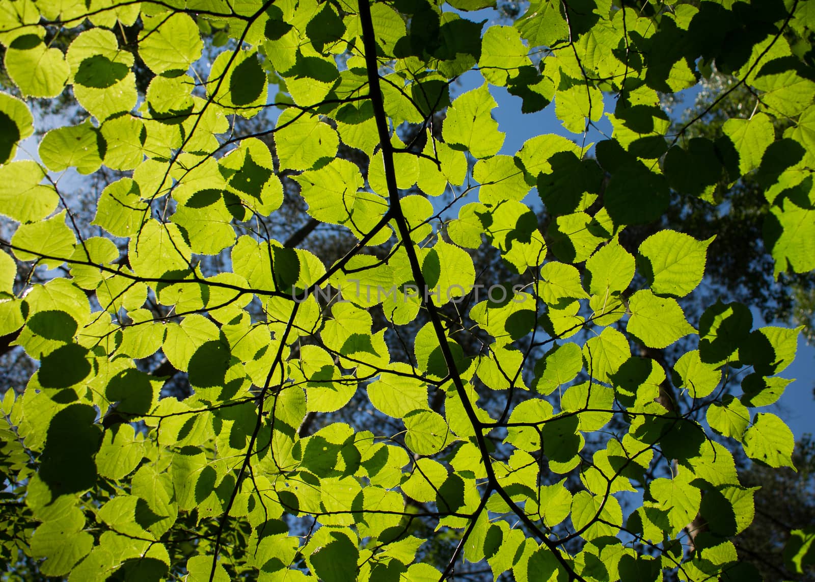 the green leaves of birches in the sunlight