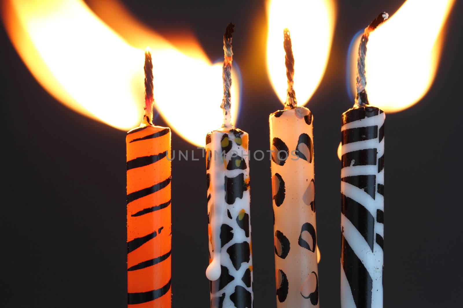 Animal print candles by mitzy