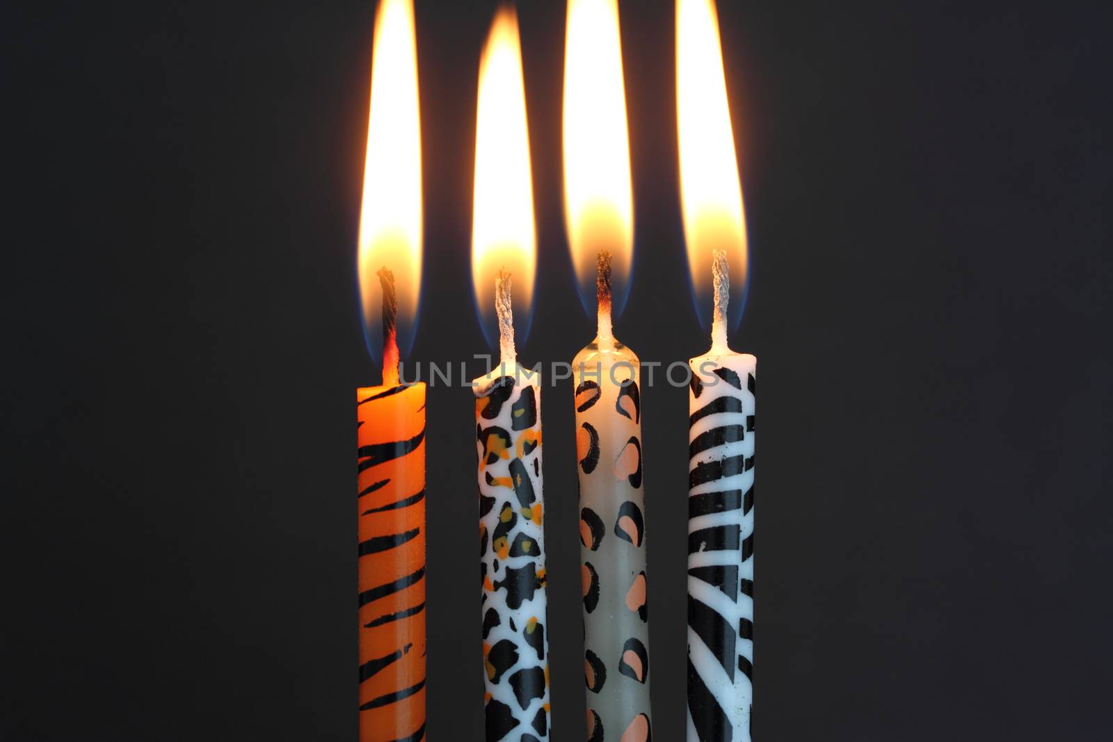 Animal print candles lit by mitzy