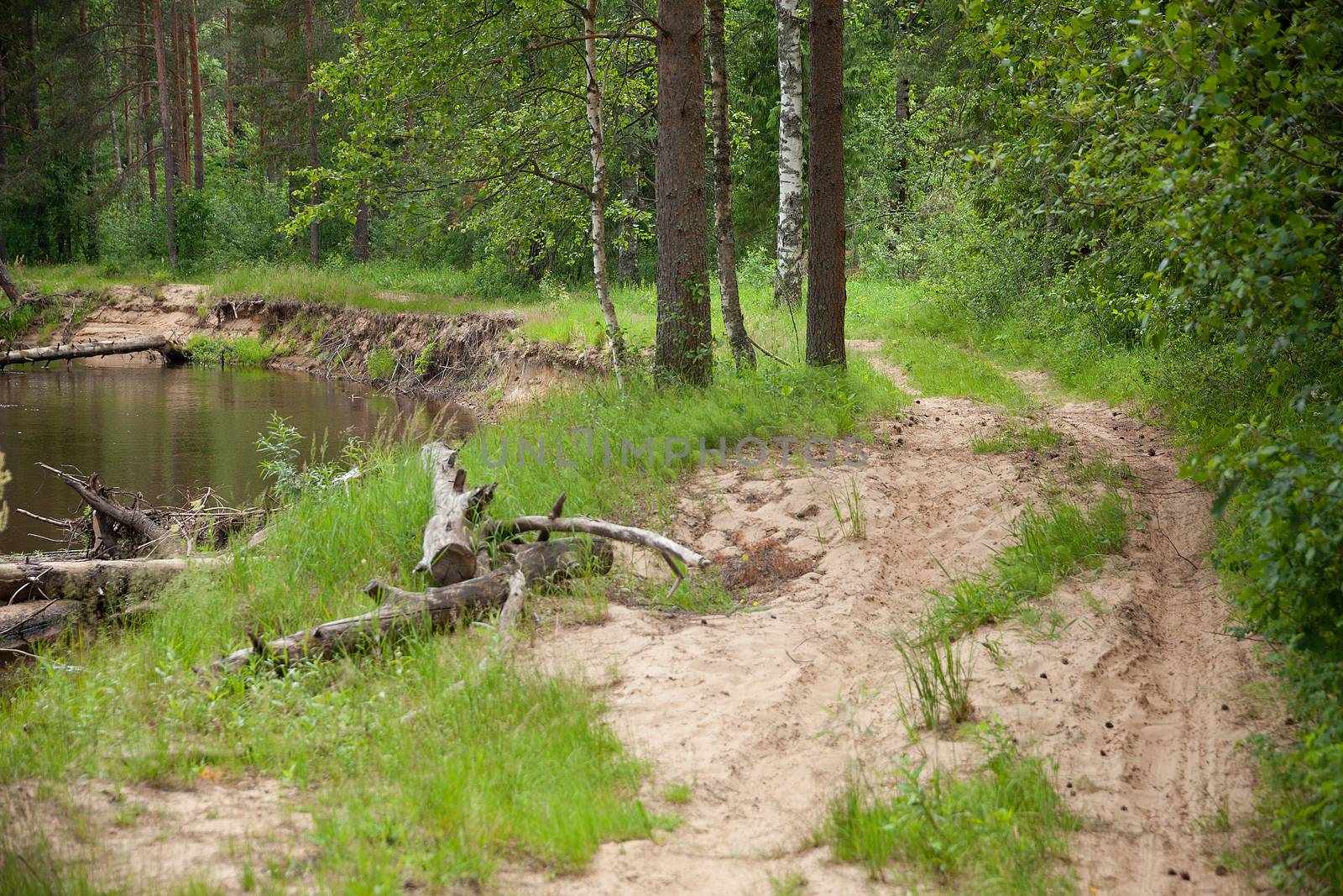 Forest and way on the bank of river