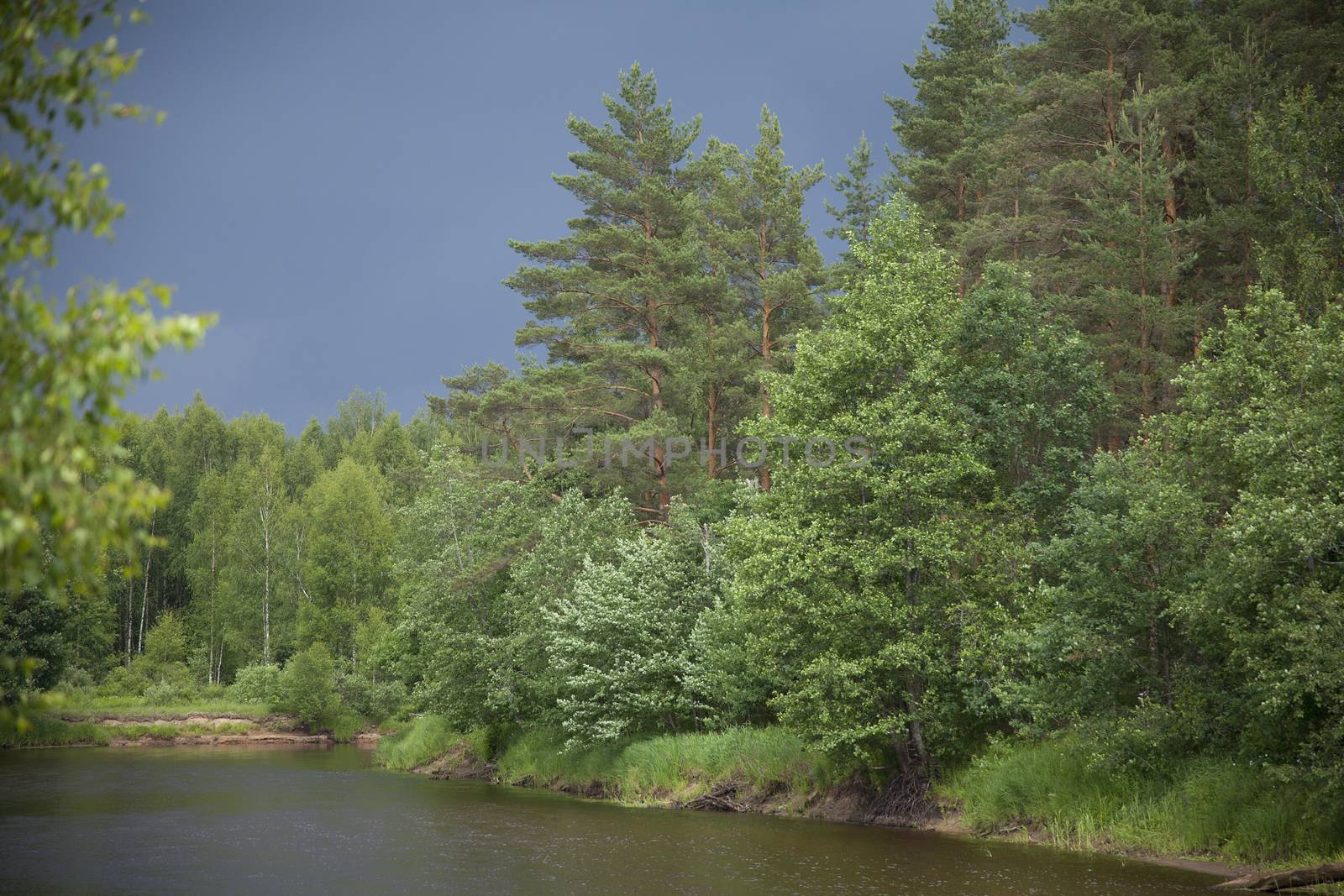 Forest on the bank of river before storm