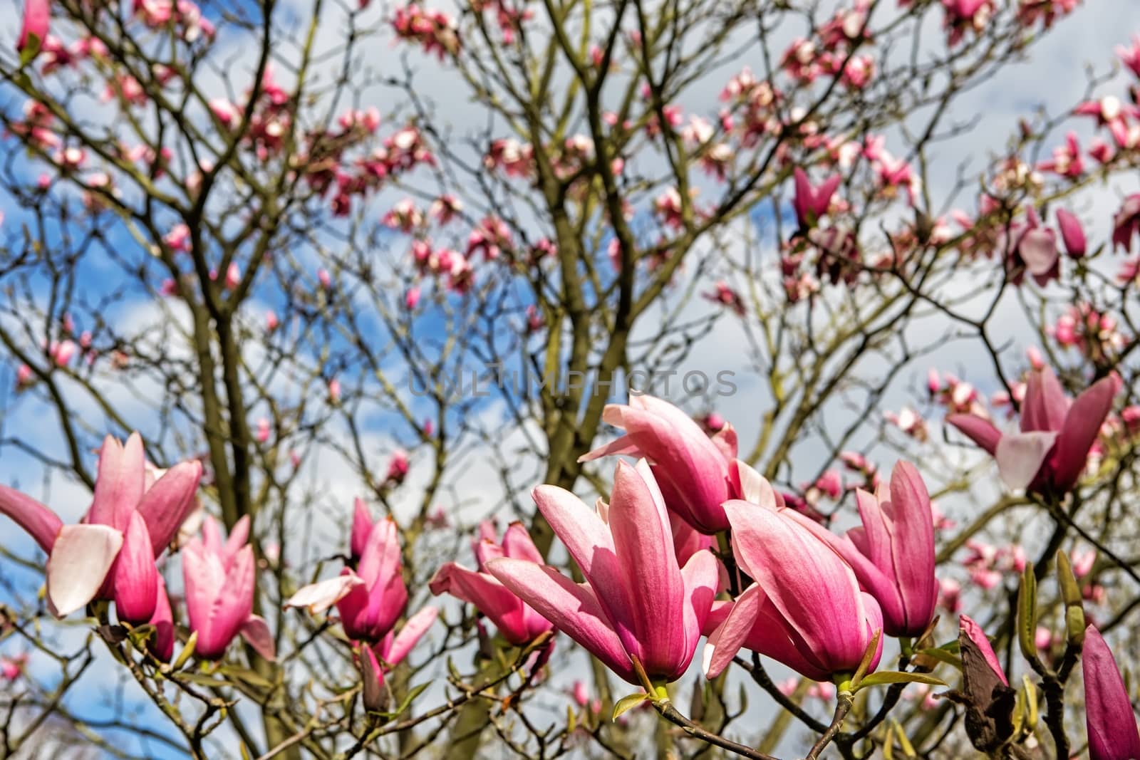 Magnolia tree in pink