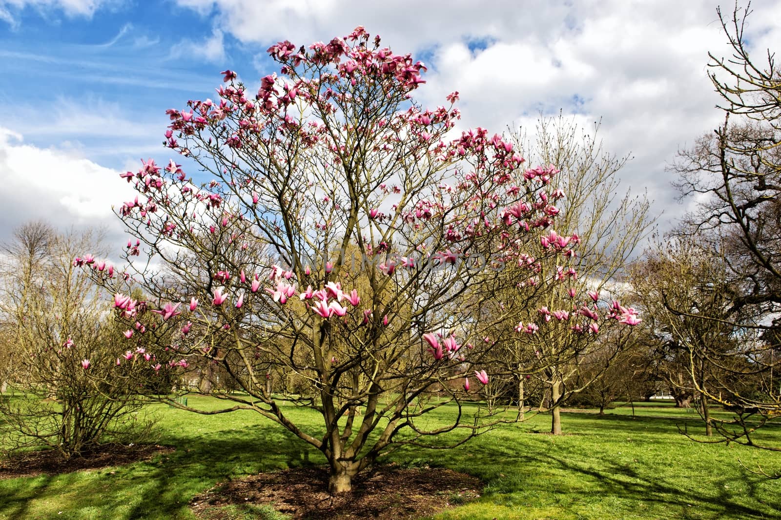 Magnolia tree in Kew gardens, London by mitakag