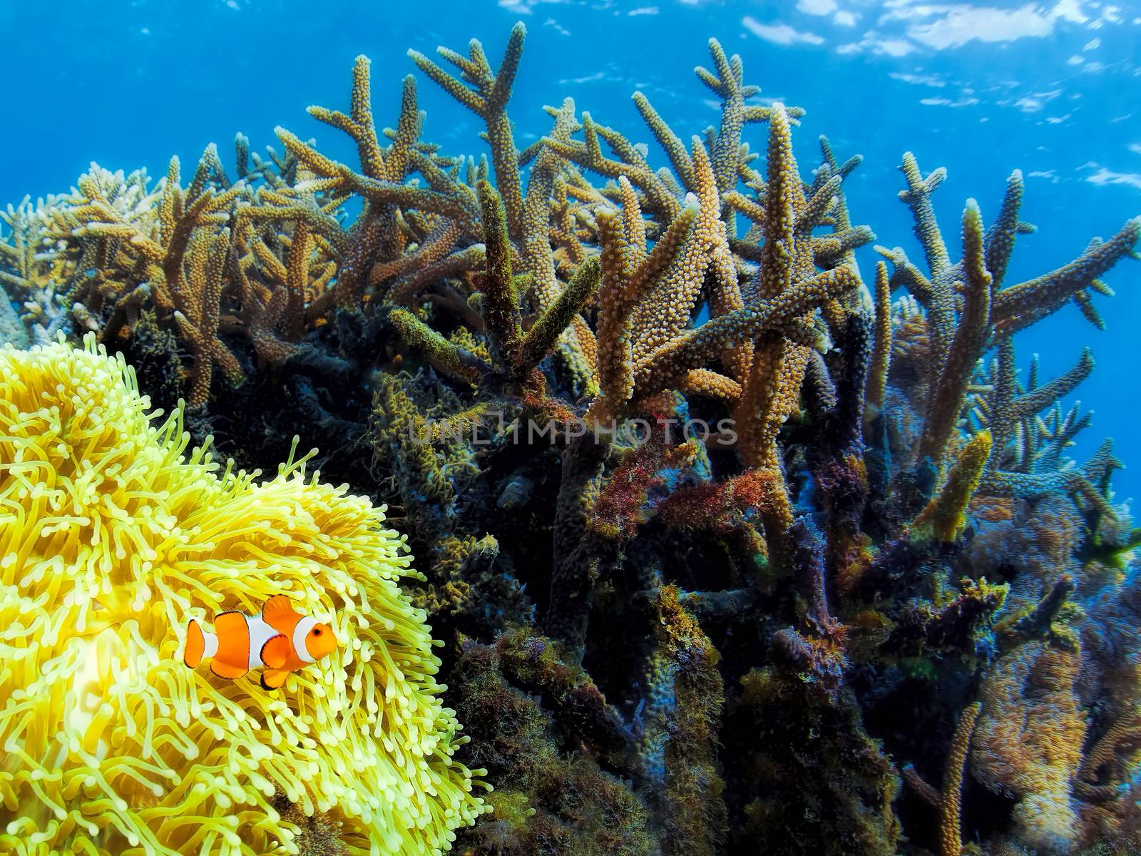 Underwater landscape by kjorgen