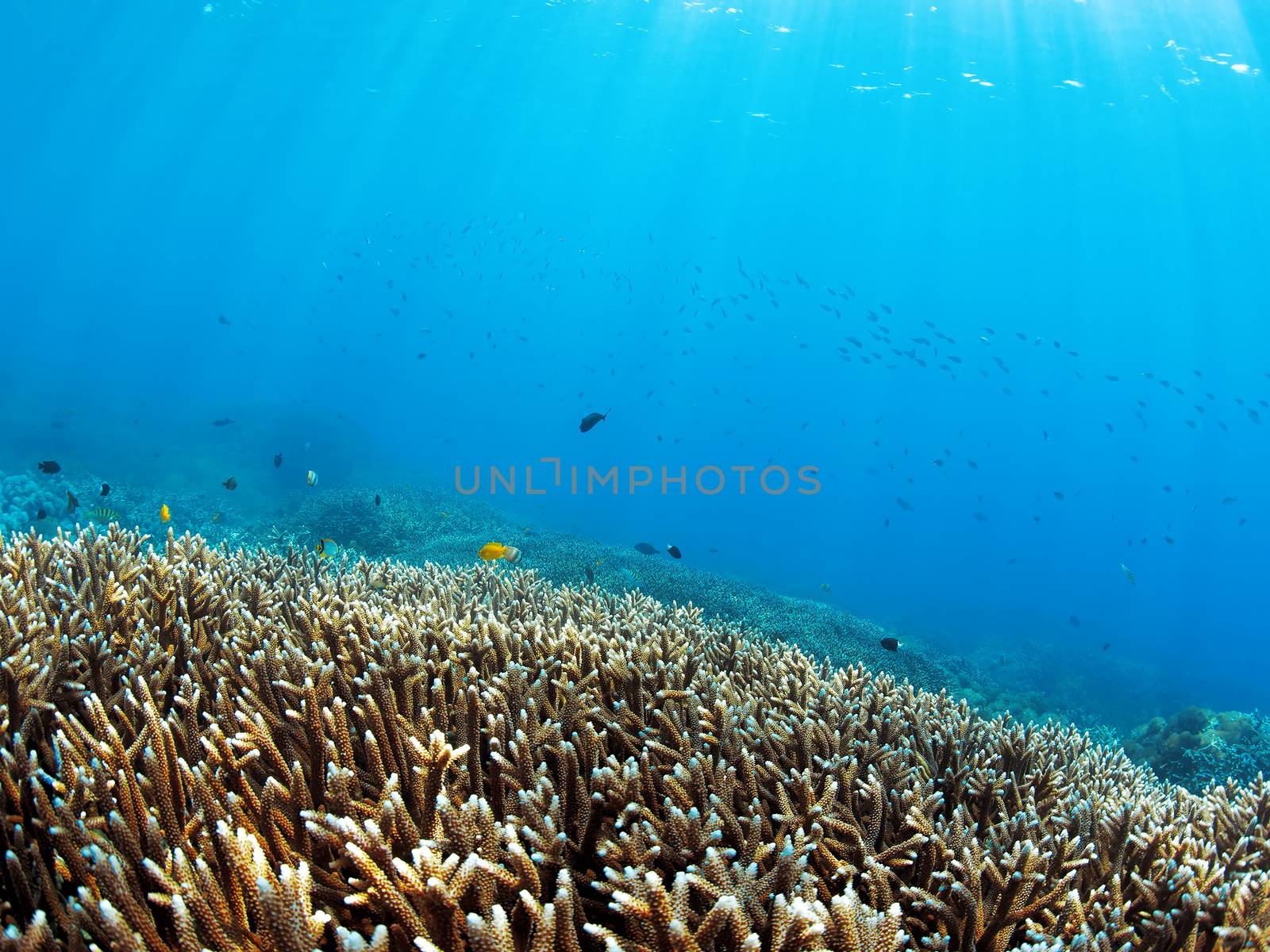 Colorful corals in the underwater landscape on Bali, Indonesia