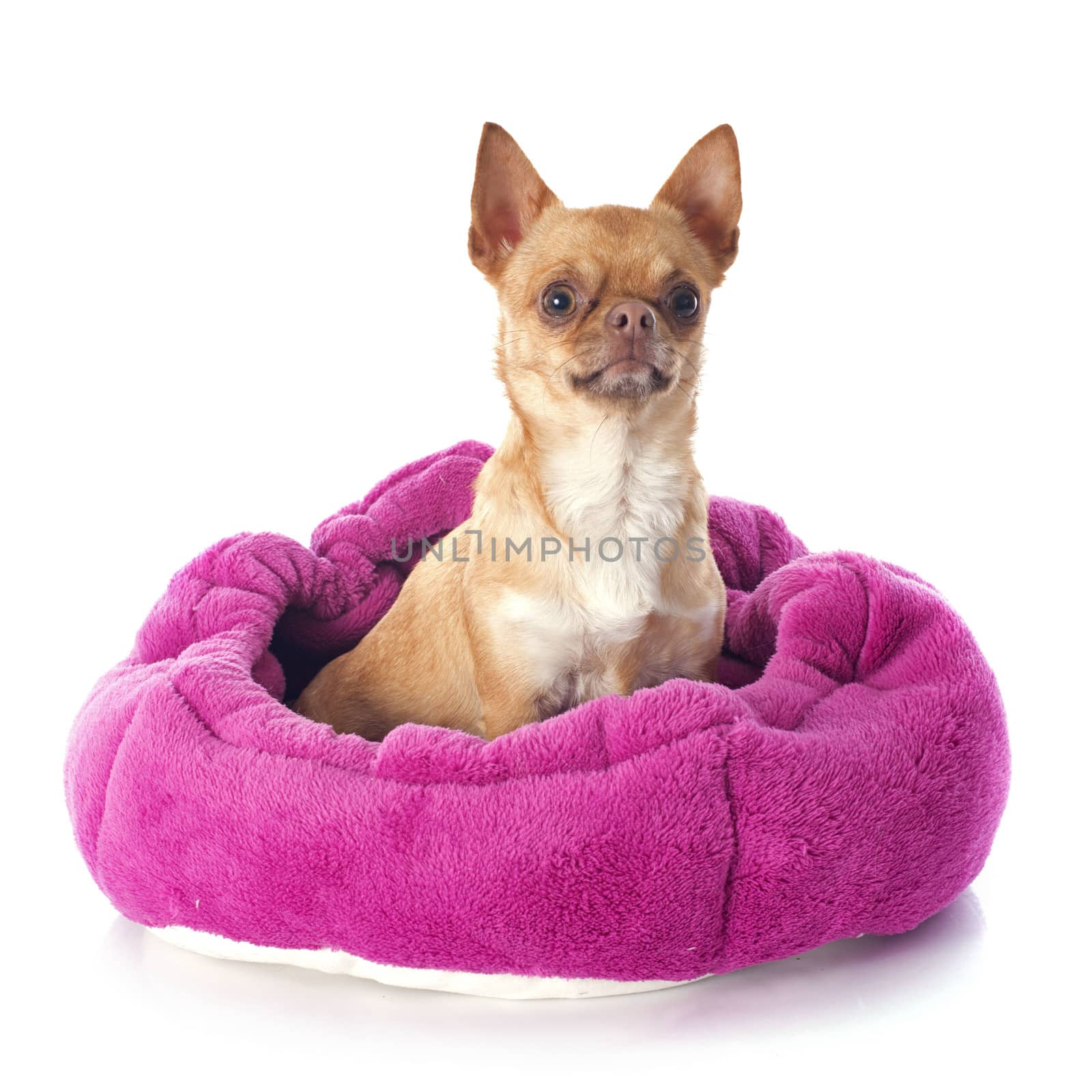 chihuahua in dog bed in front of white background