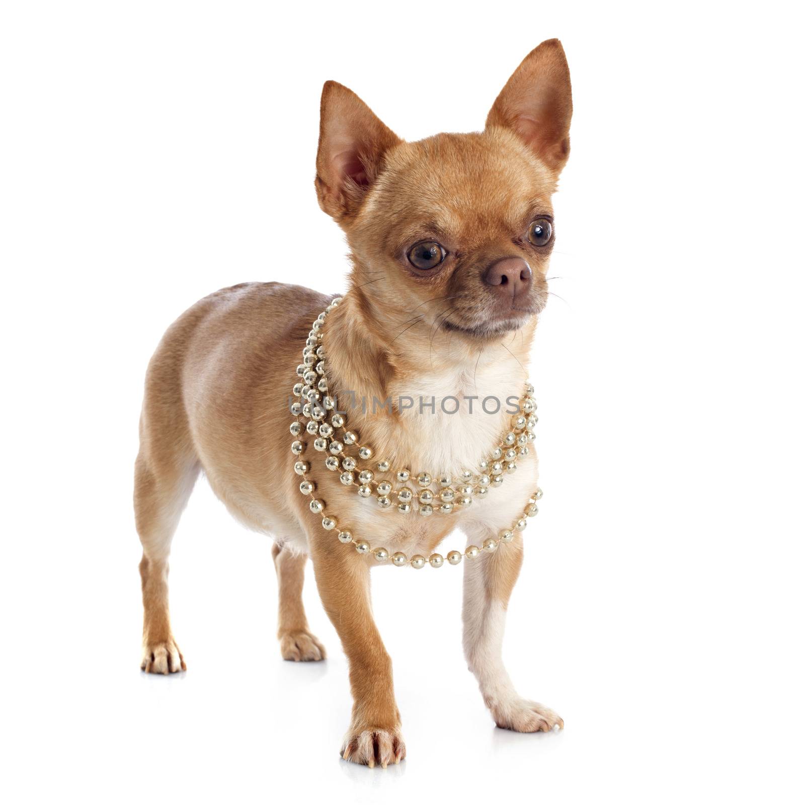 purebred  chihuahua in front of white background