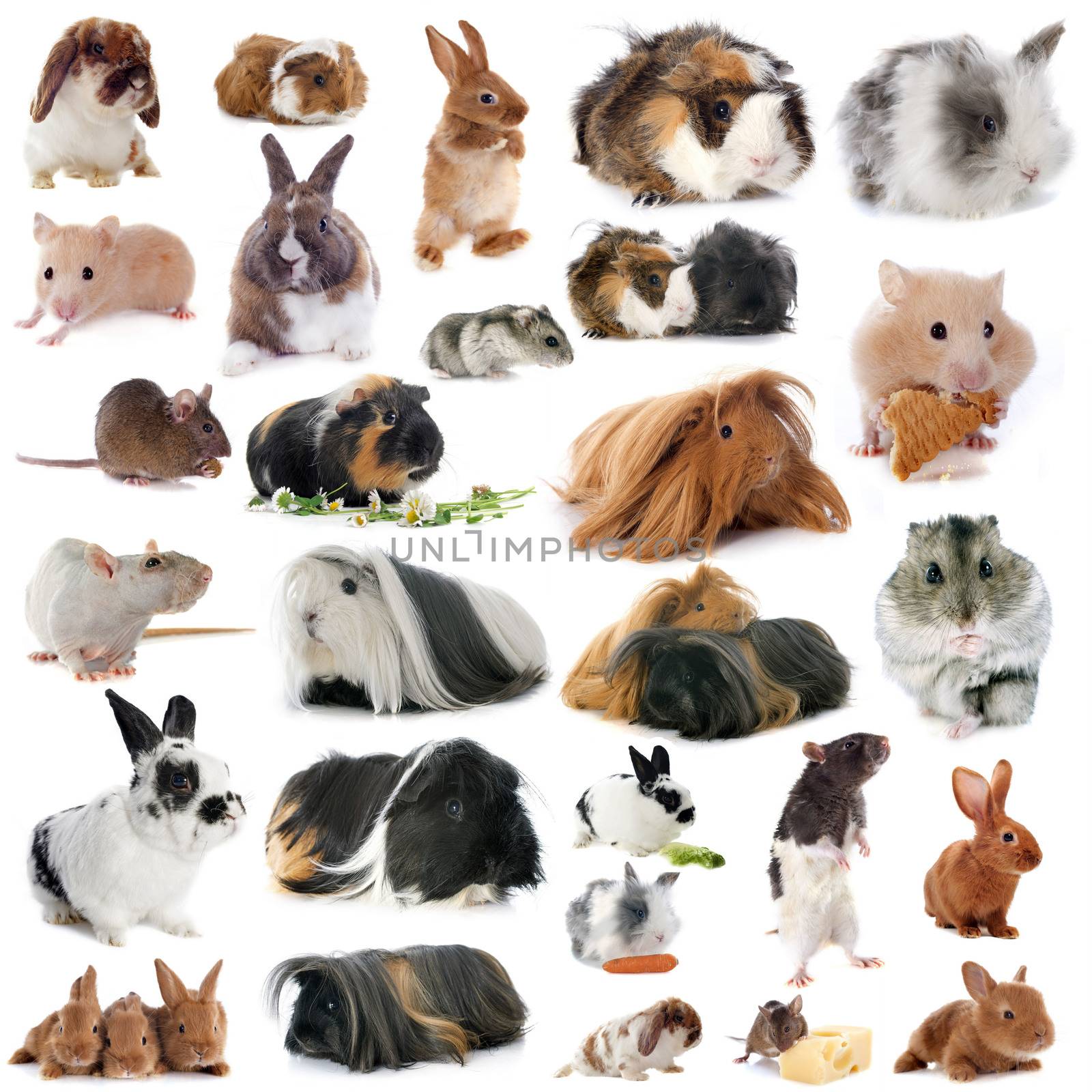 group of rodents in front of white background