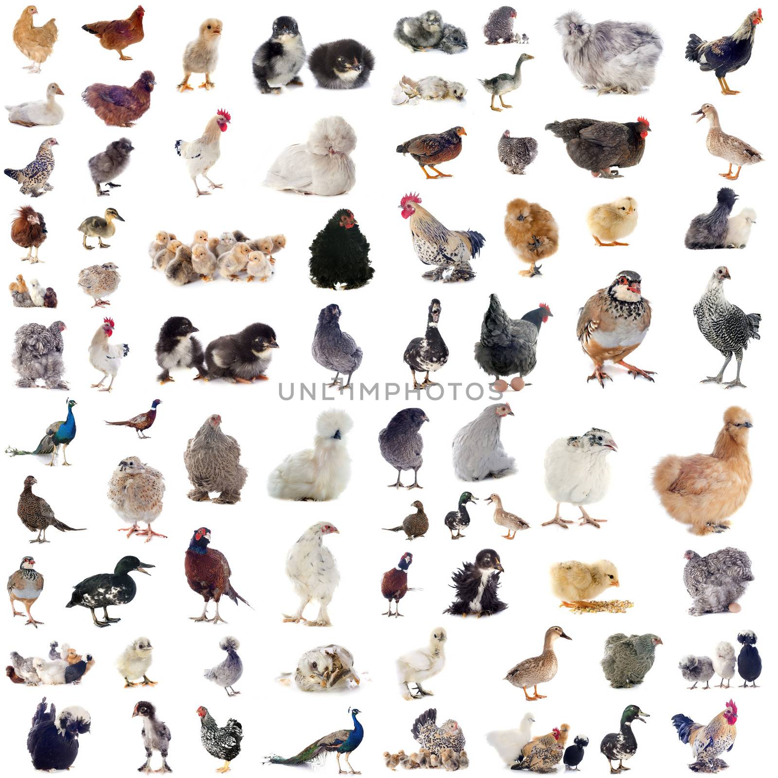 group of poultry in front of white background