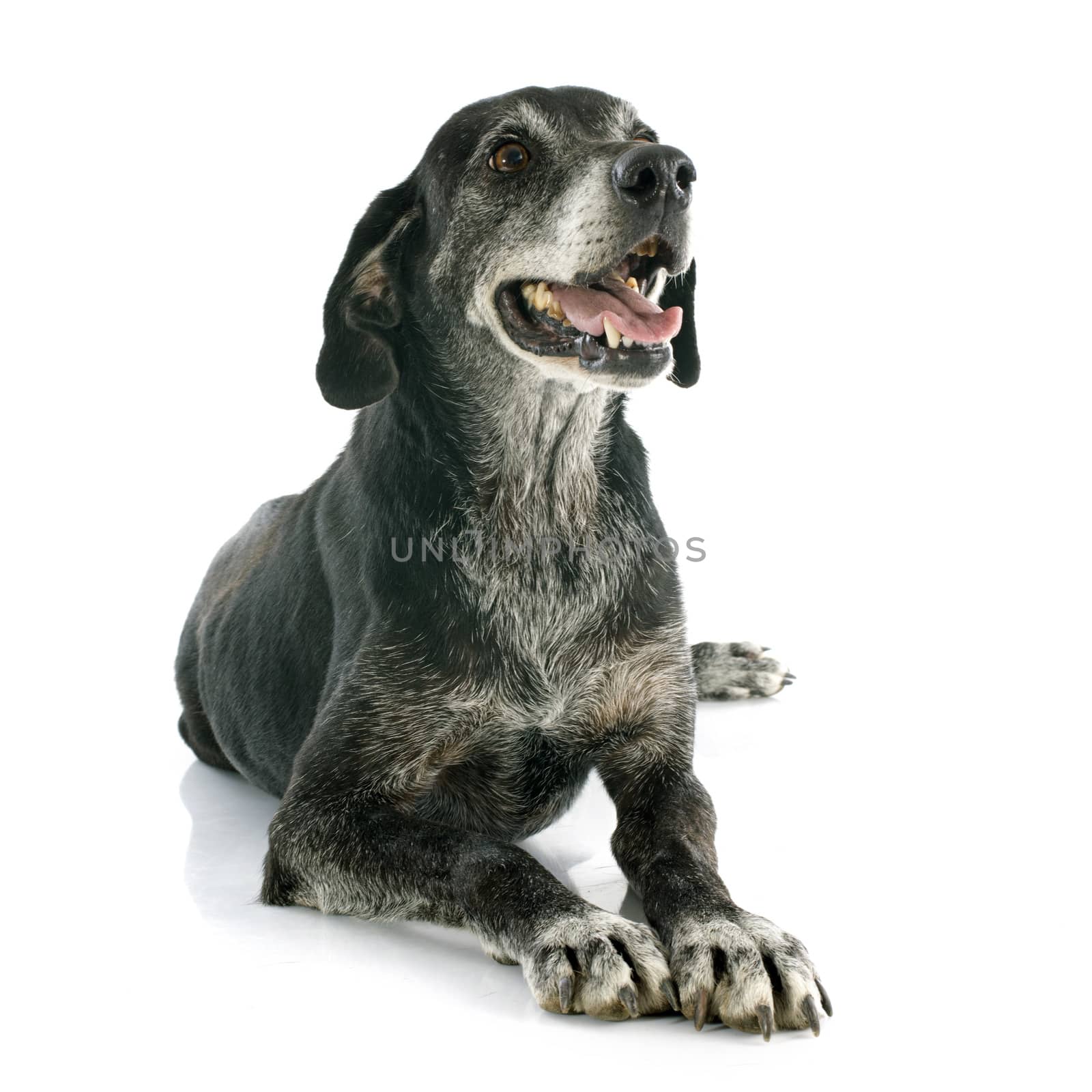 old labrador retriever in front of white background