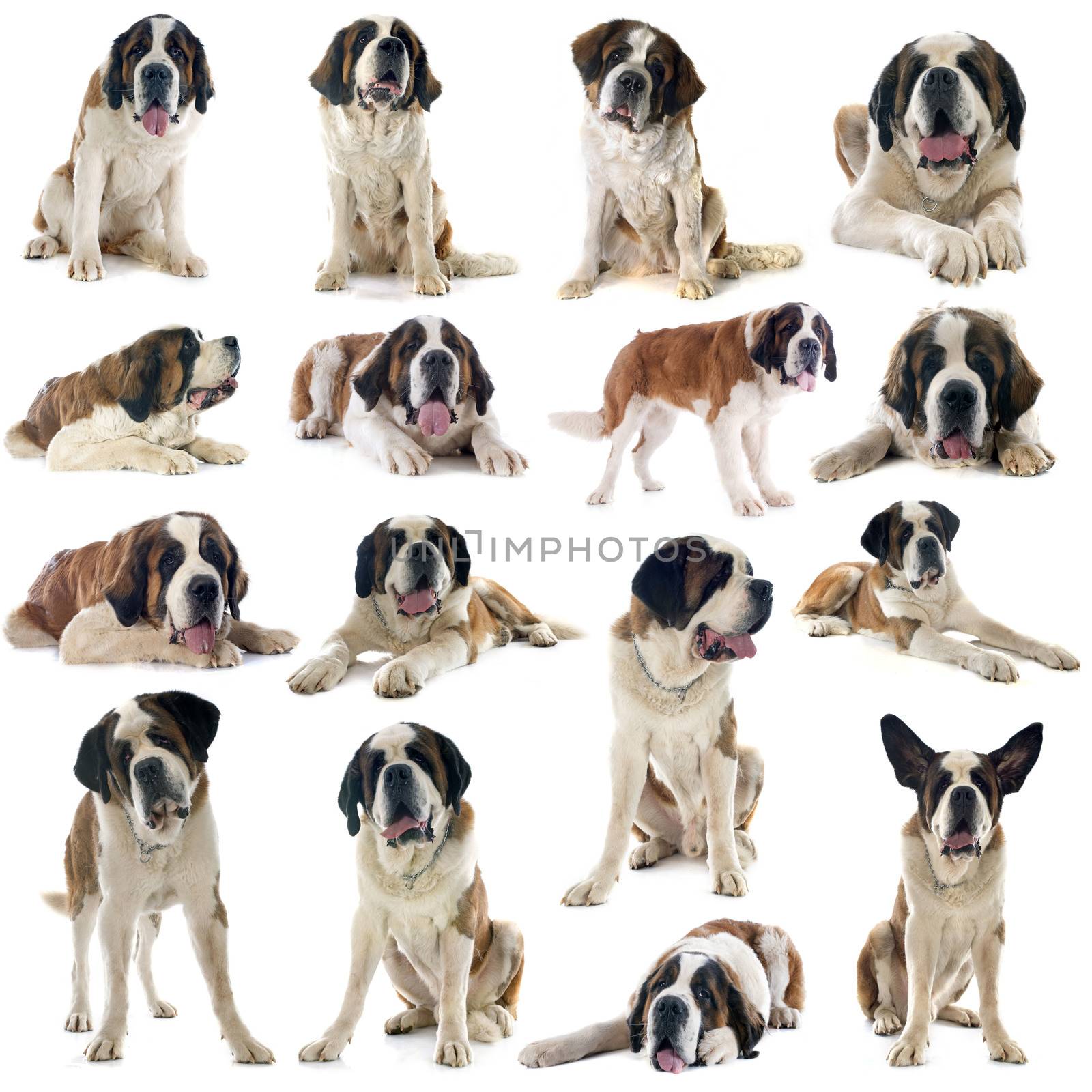 group of saint bernard in front of white background