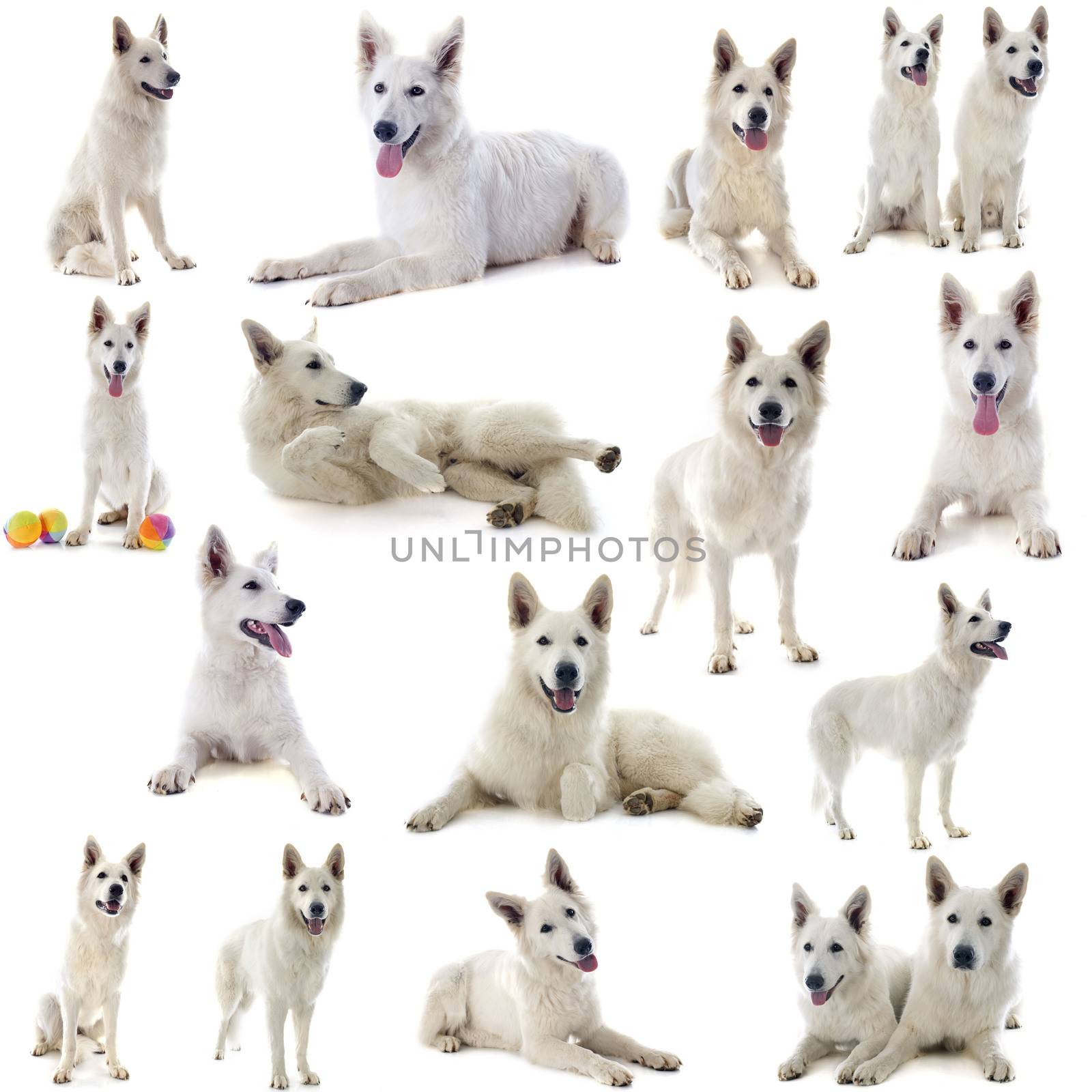 Purebred White Swiss Shepherd in front of white background