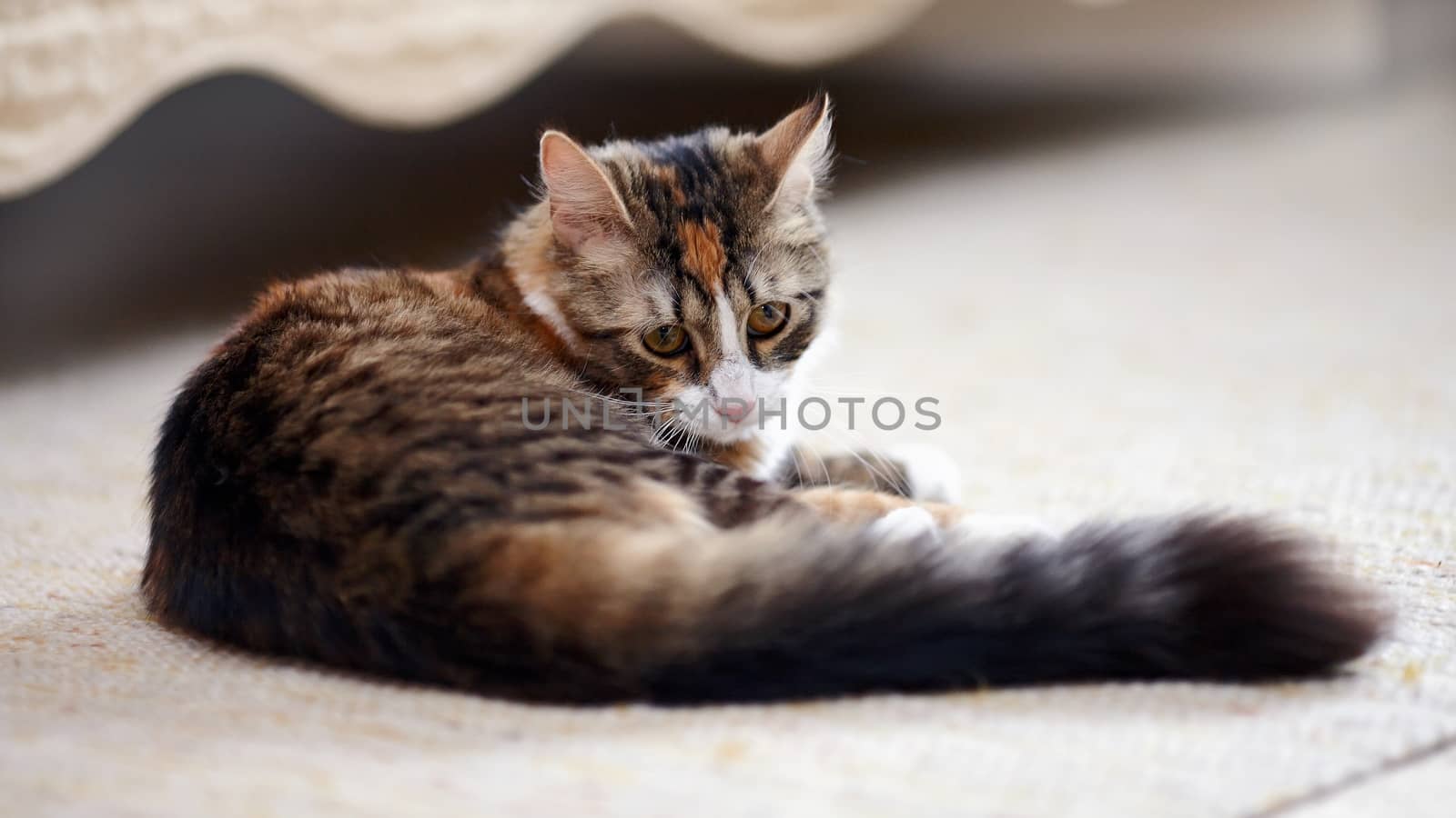 Striped not purebred kitten. by Azaliya