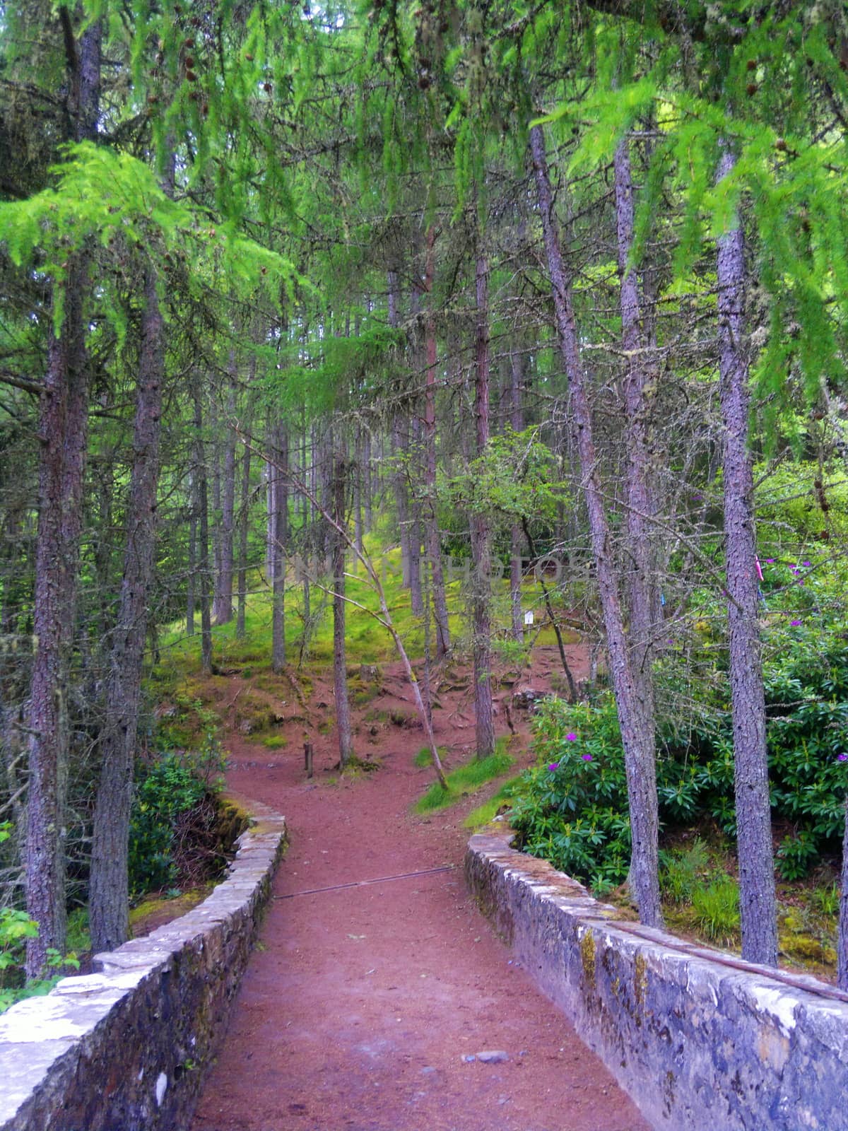 Green forest. Tree with green Leaves and road