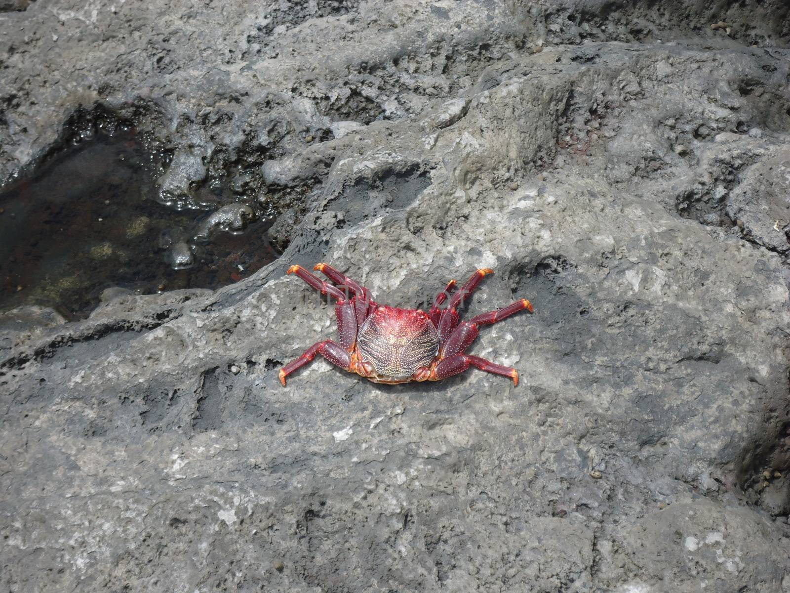 crab on the stones at the sea by dolfinvik