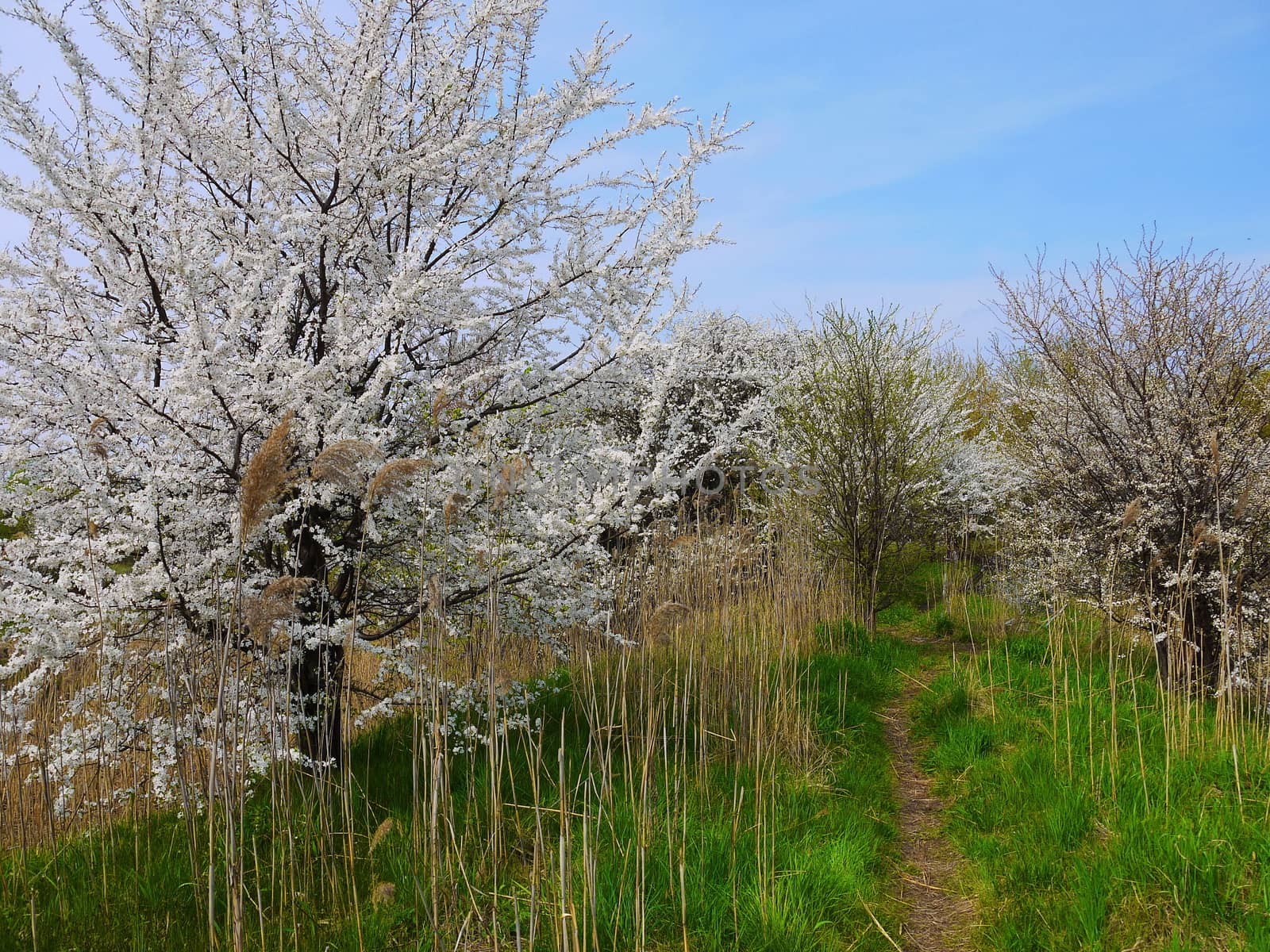 European cherry  tree in the Soviet military base