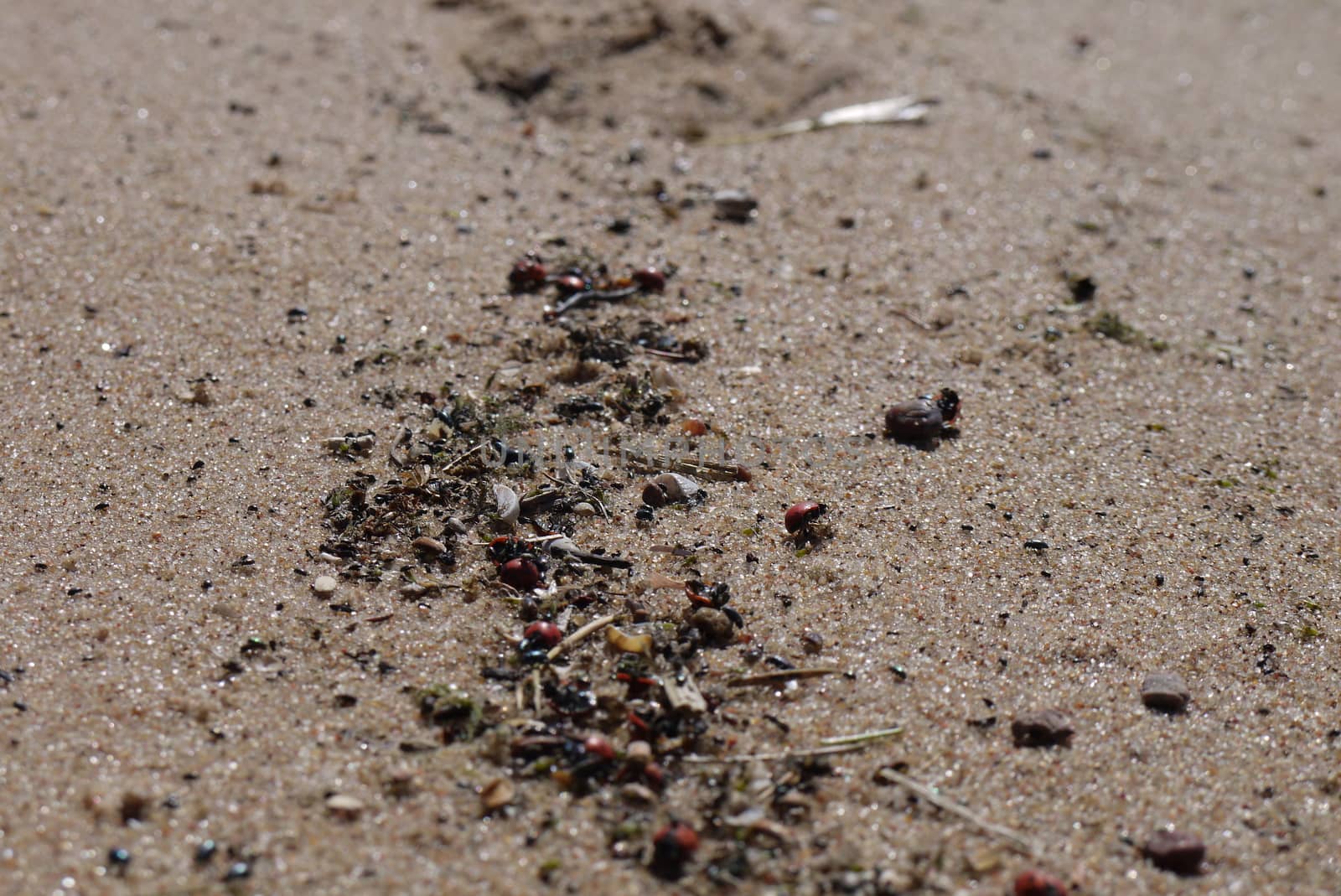 Latvian beach, Gulf of Riga with small bugs