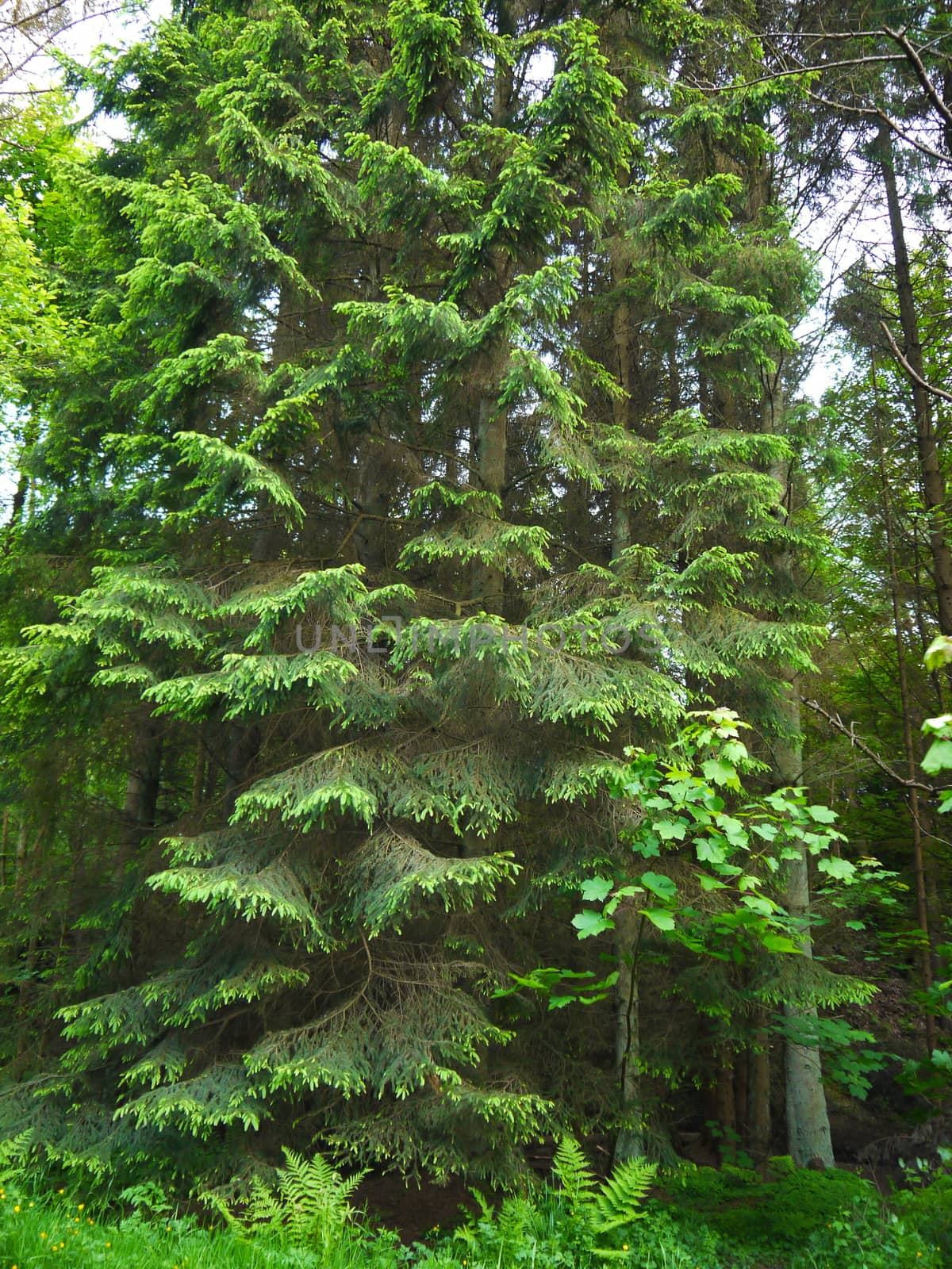 Green forest. Tree with green Leaves by dolfinvik