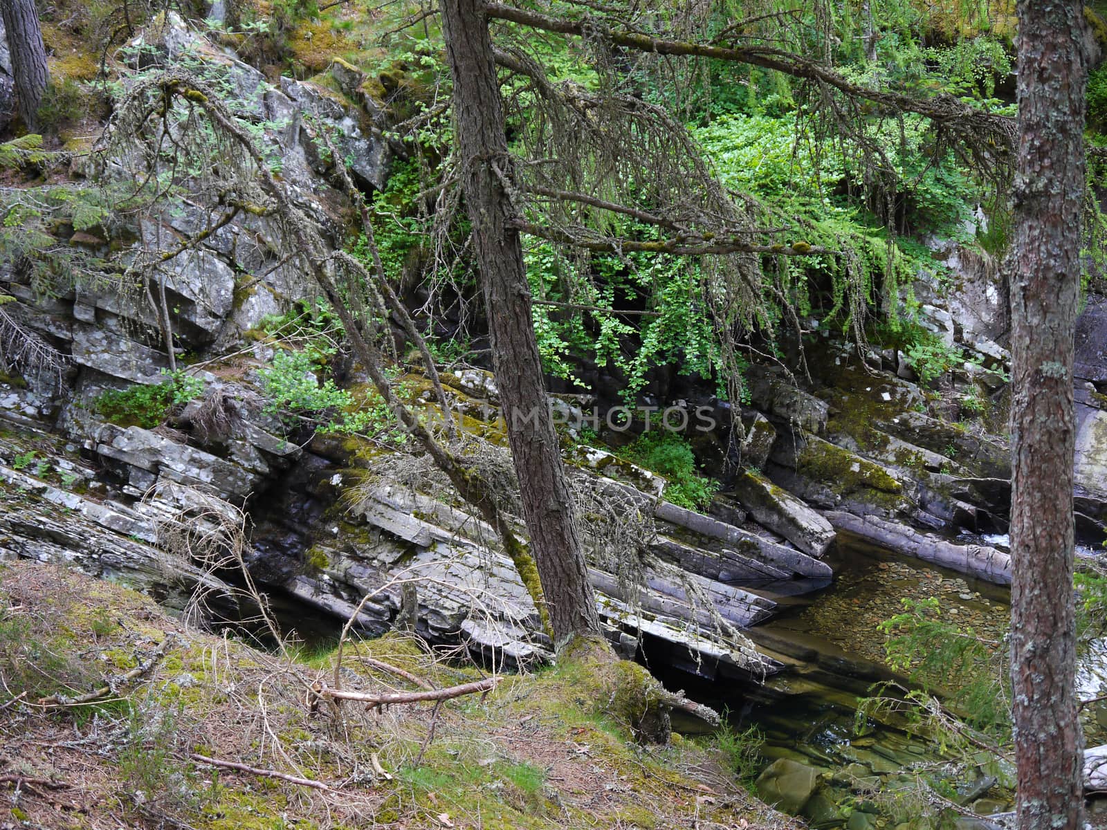 Green wild forest. Trees with green leaves