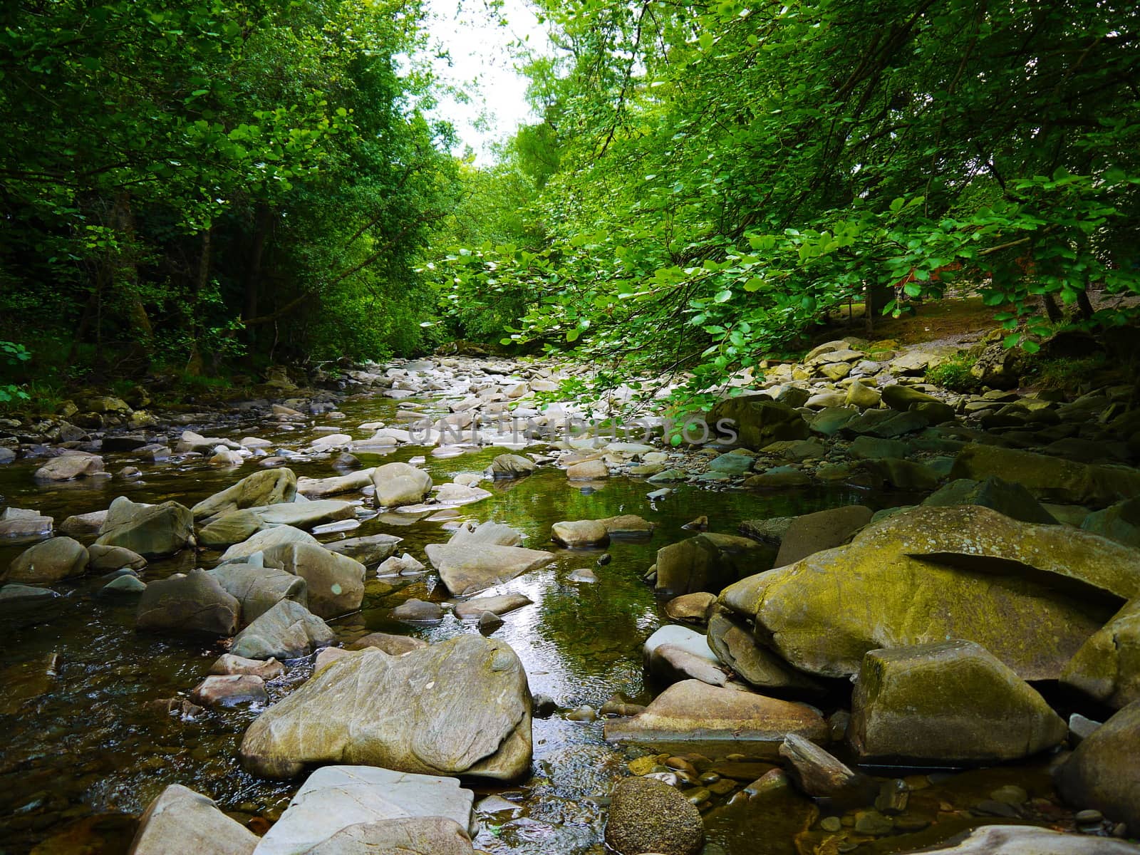 River deep in mountain forest. Nature composition.