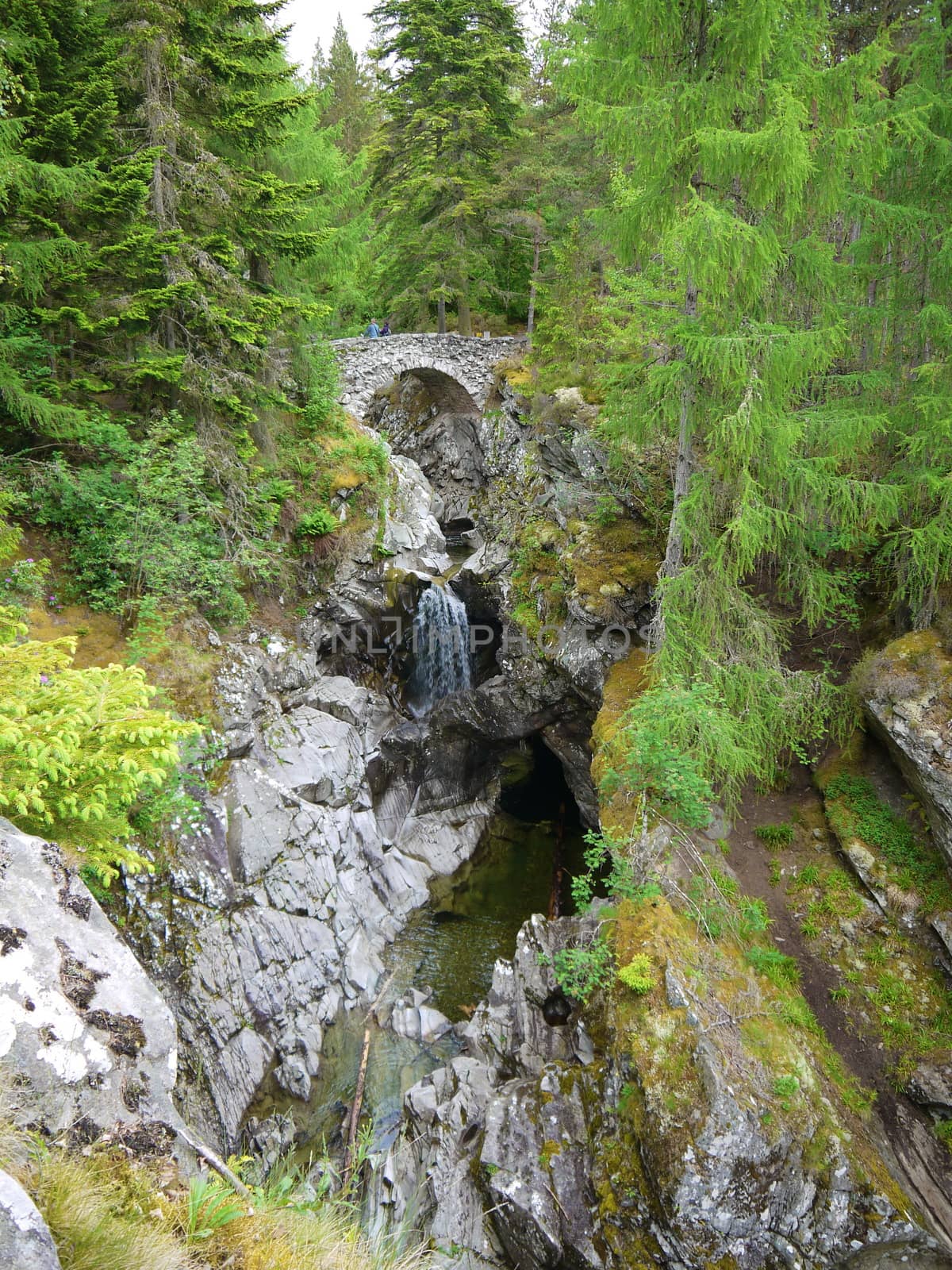 River deep in mountain forest. Nature composition.