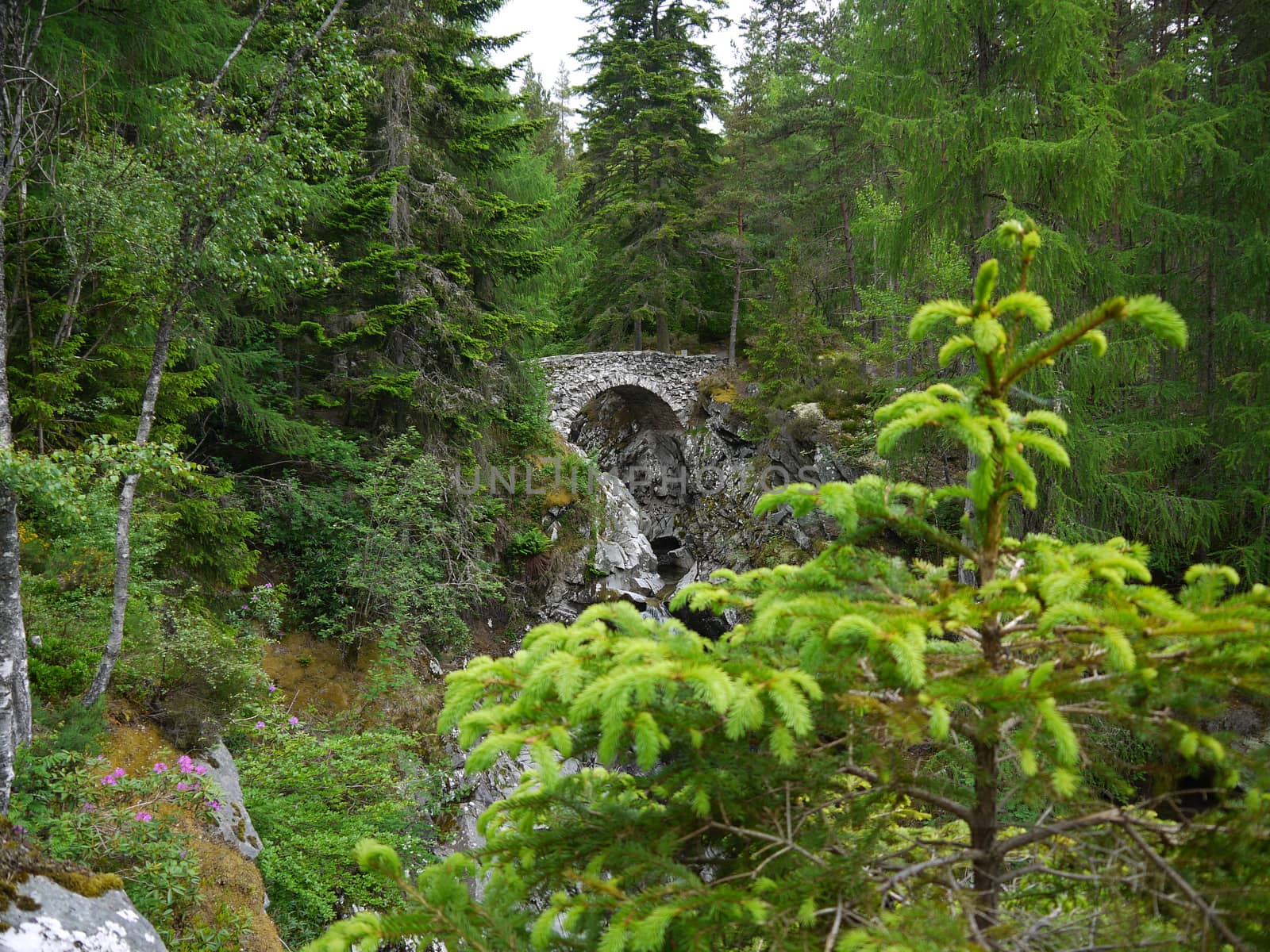 River deep in mountain forest. Nature composition.