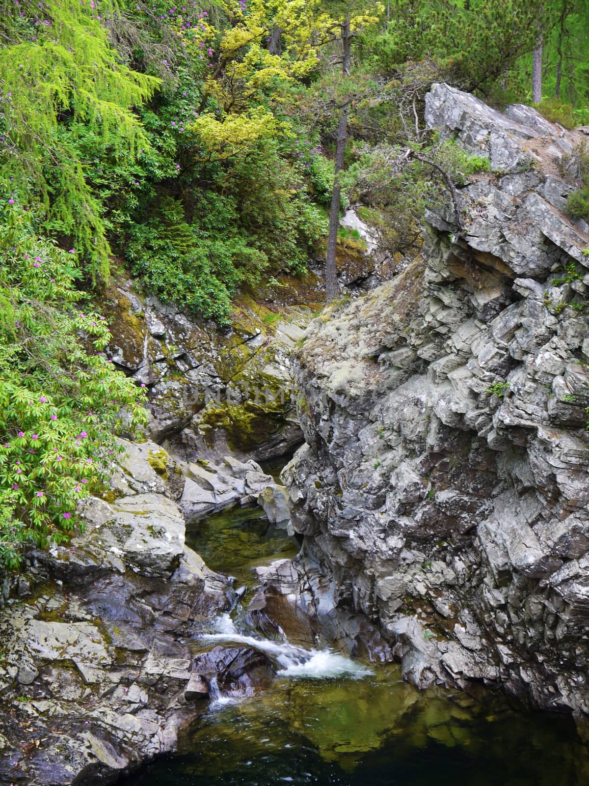 River deep in mountain forest. Nature composition.