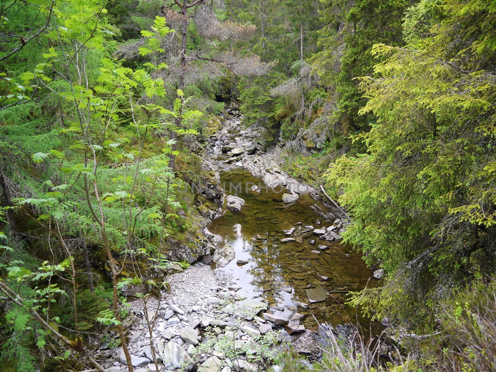 River deep in mountain forest. Nature composition.