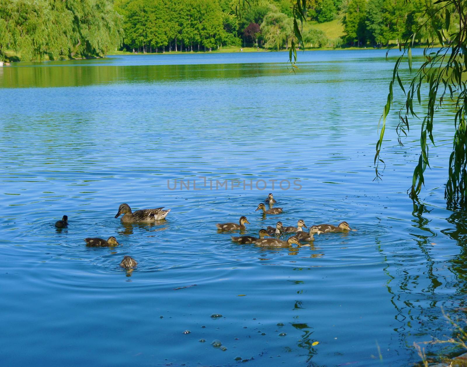 Mother duck with babys in lape park in Bucharest