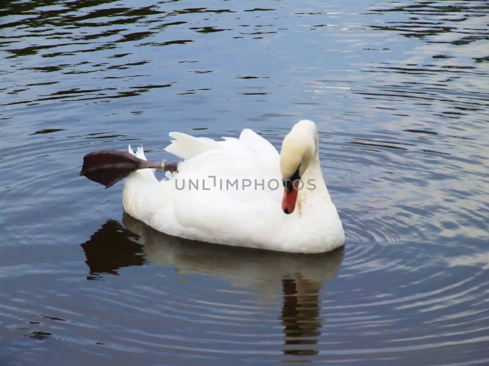 White swan eaching on the water surface.