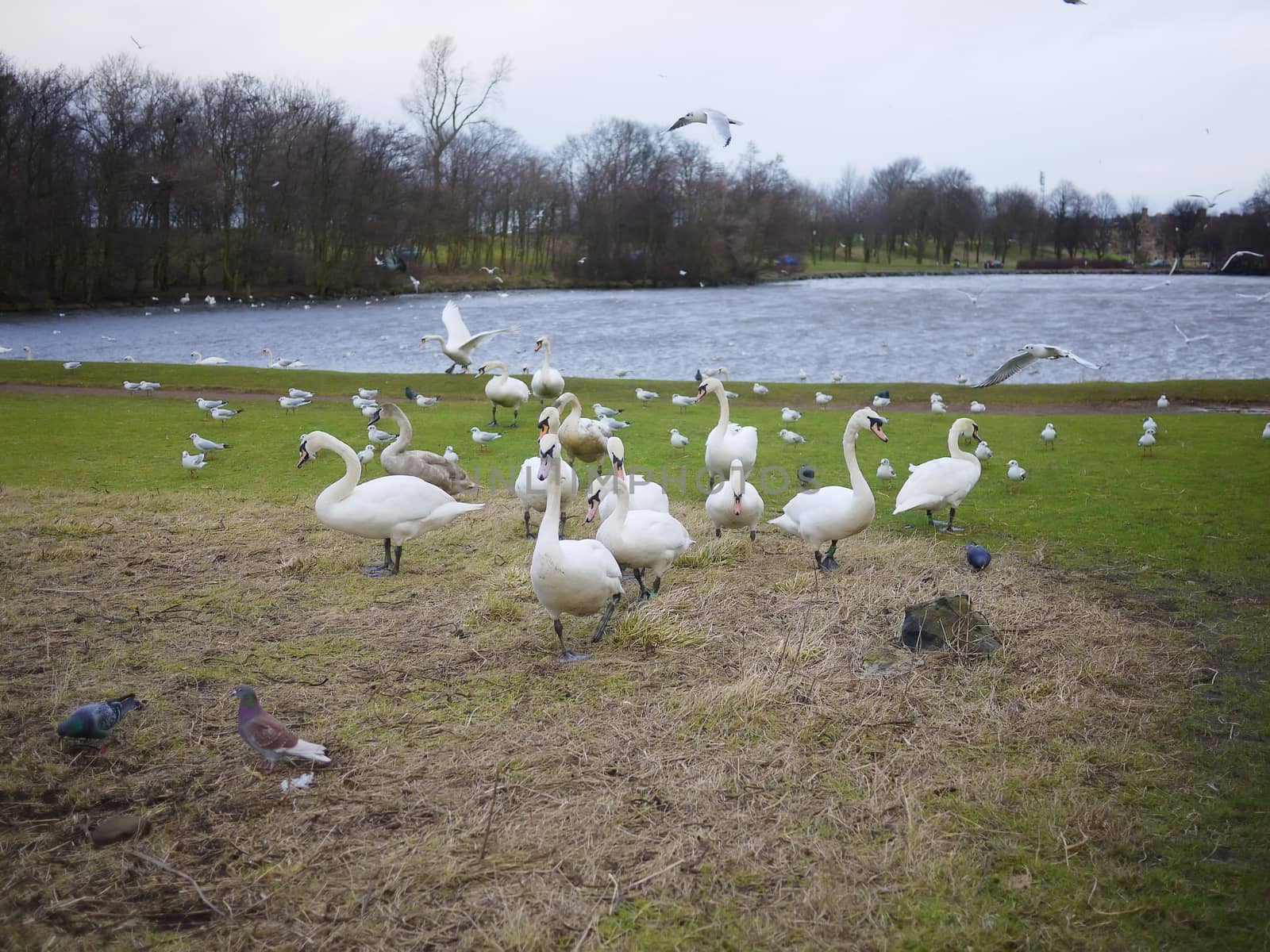 Swans protecting their nest, lake in Edinburgh