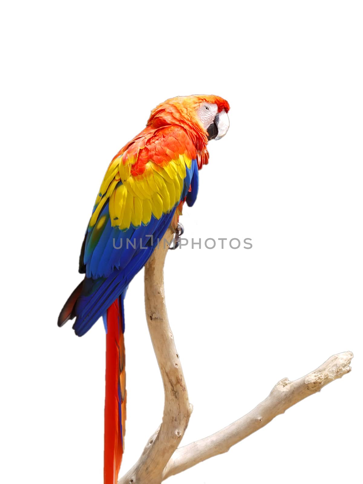 Sun Conure Parrot on a Tree Branch, spain