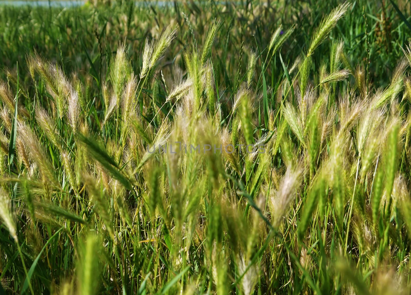 Green young seed grass in spring in park
