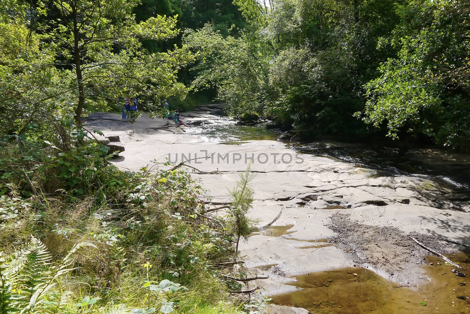 river in the forest with bridge by dolfinvik