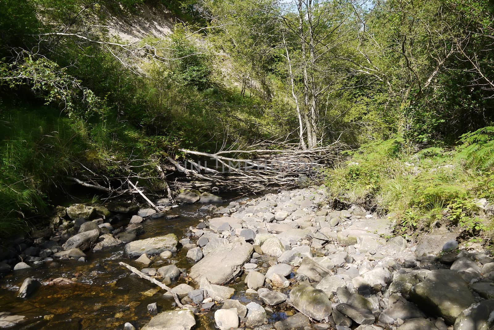 wooden forest bridge through forest river in scotland