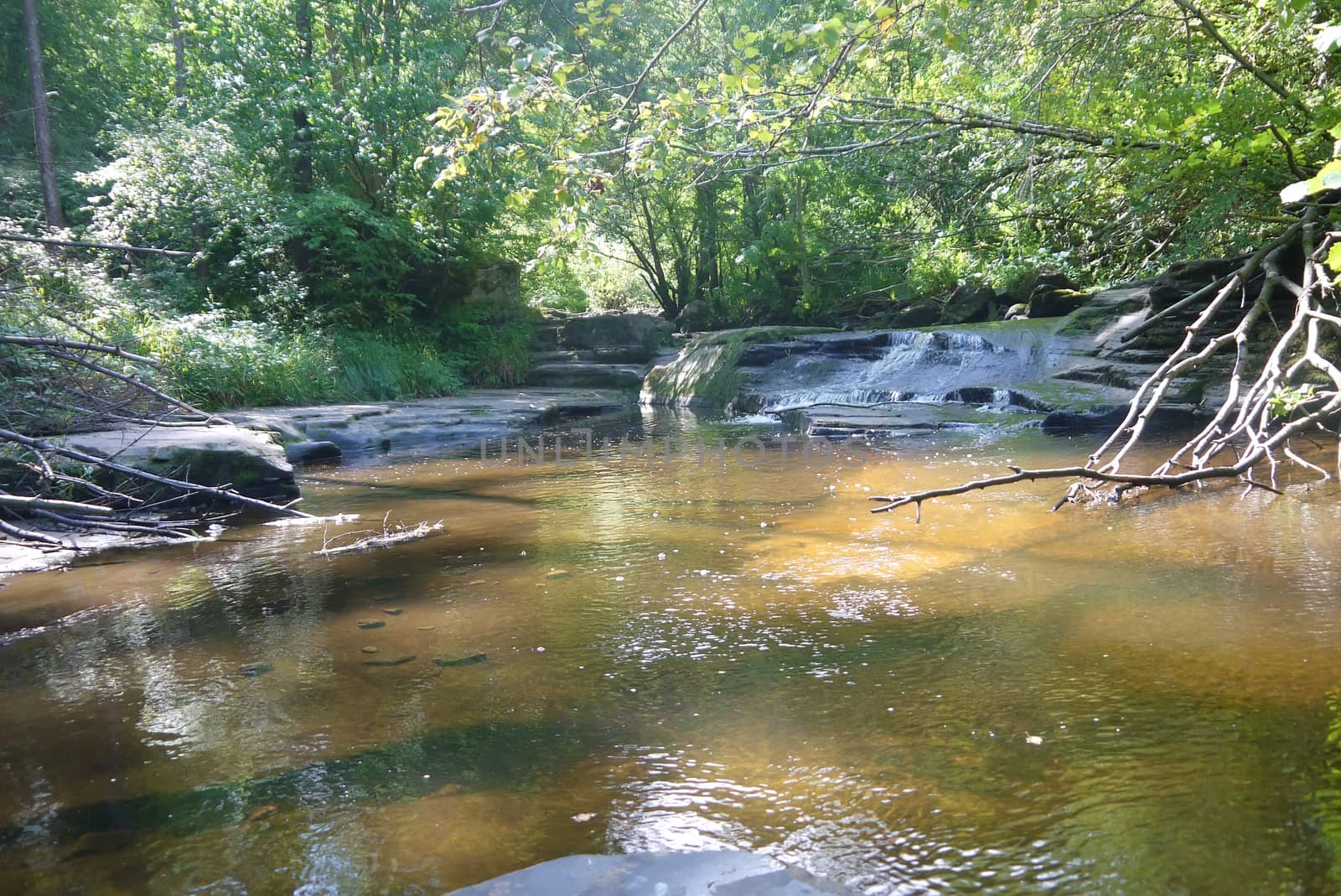 river in the forest by dolfinvik