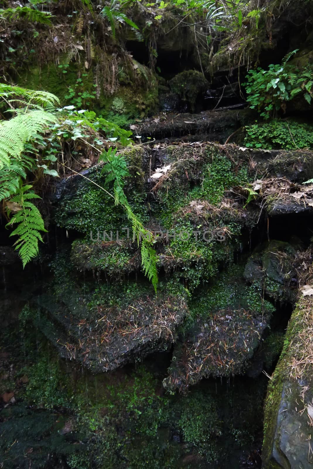 forest trees. nature green wood , waterfall, wet