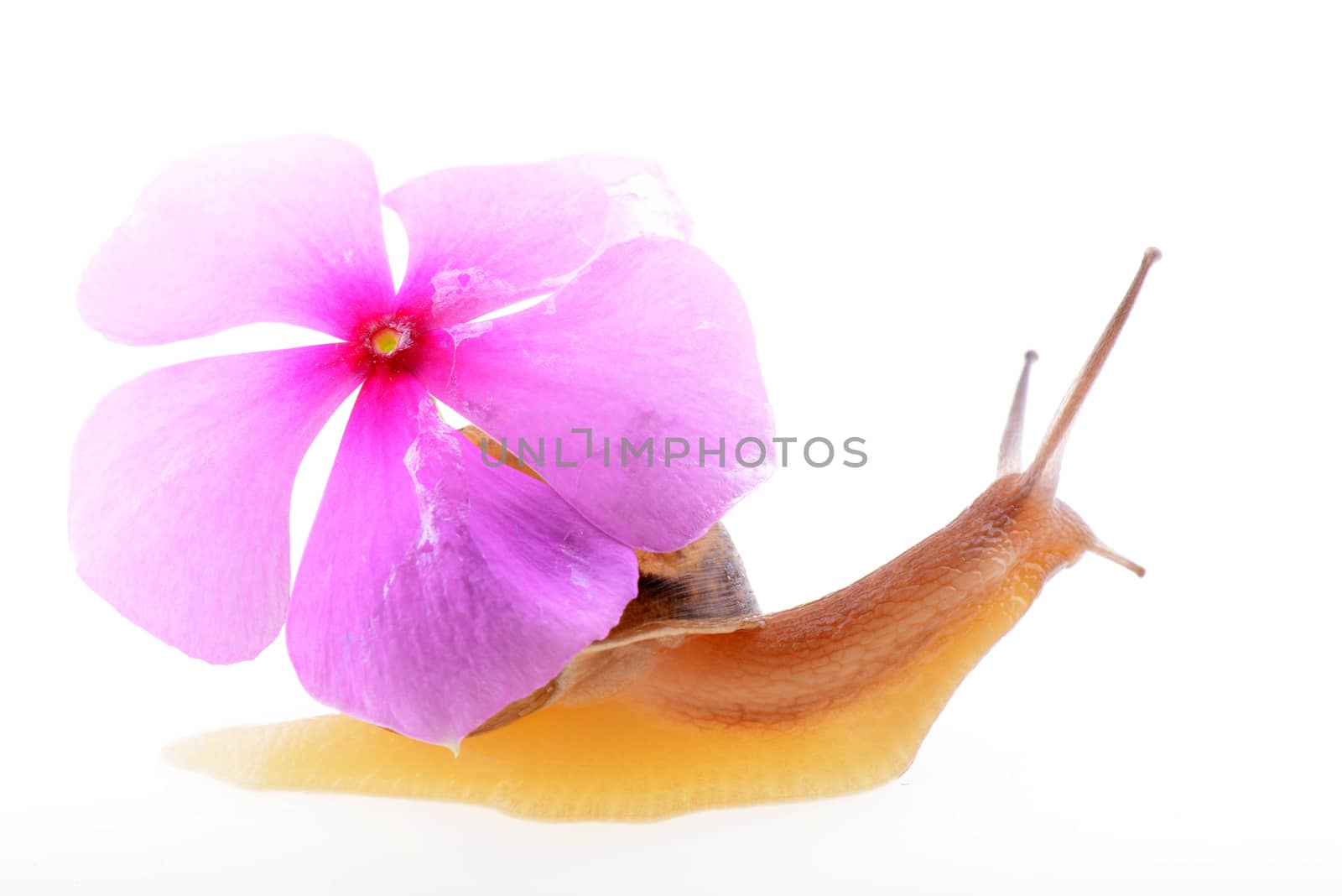 Snail with purple flower on a white background by bbbar