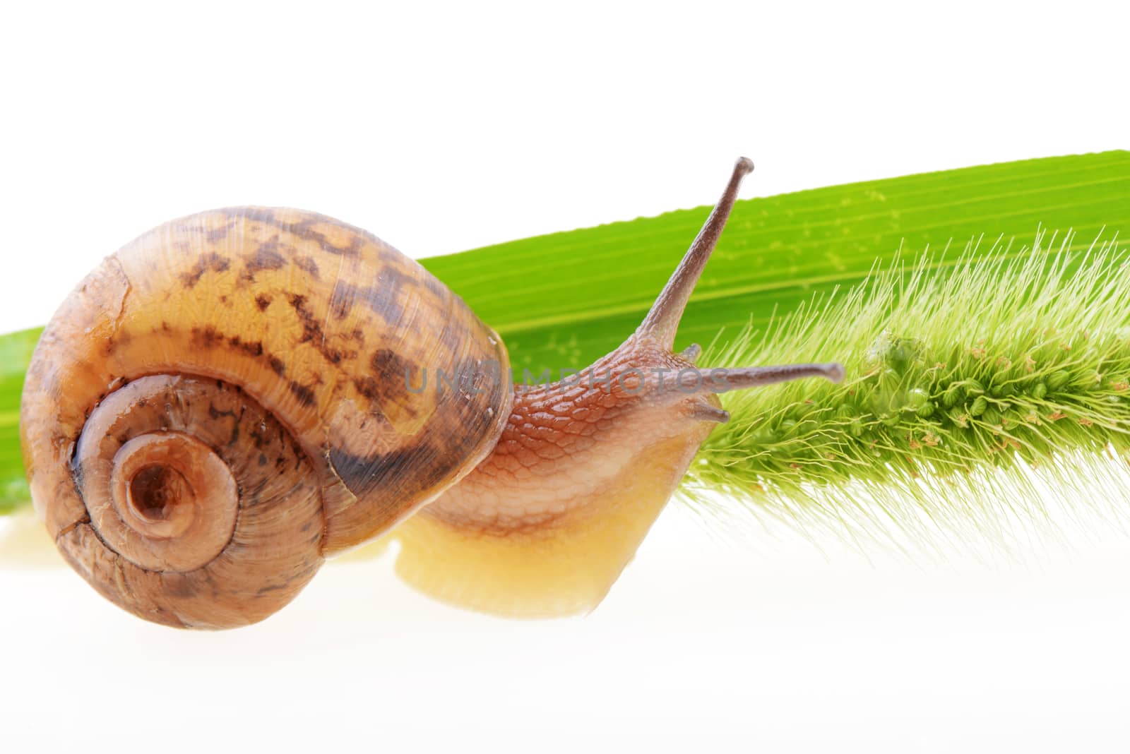 Snail on grass by bbbar